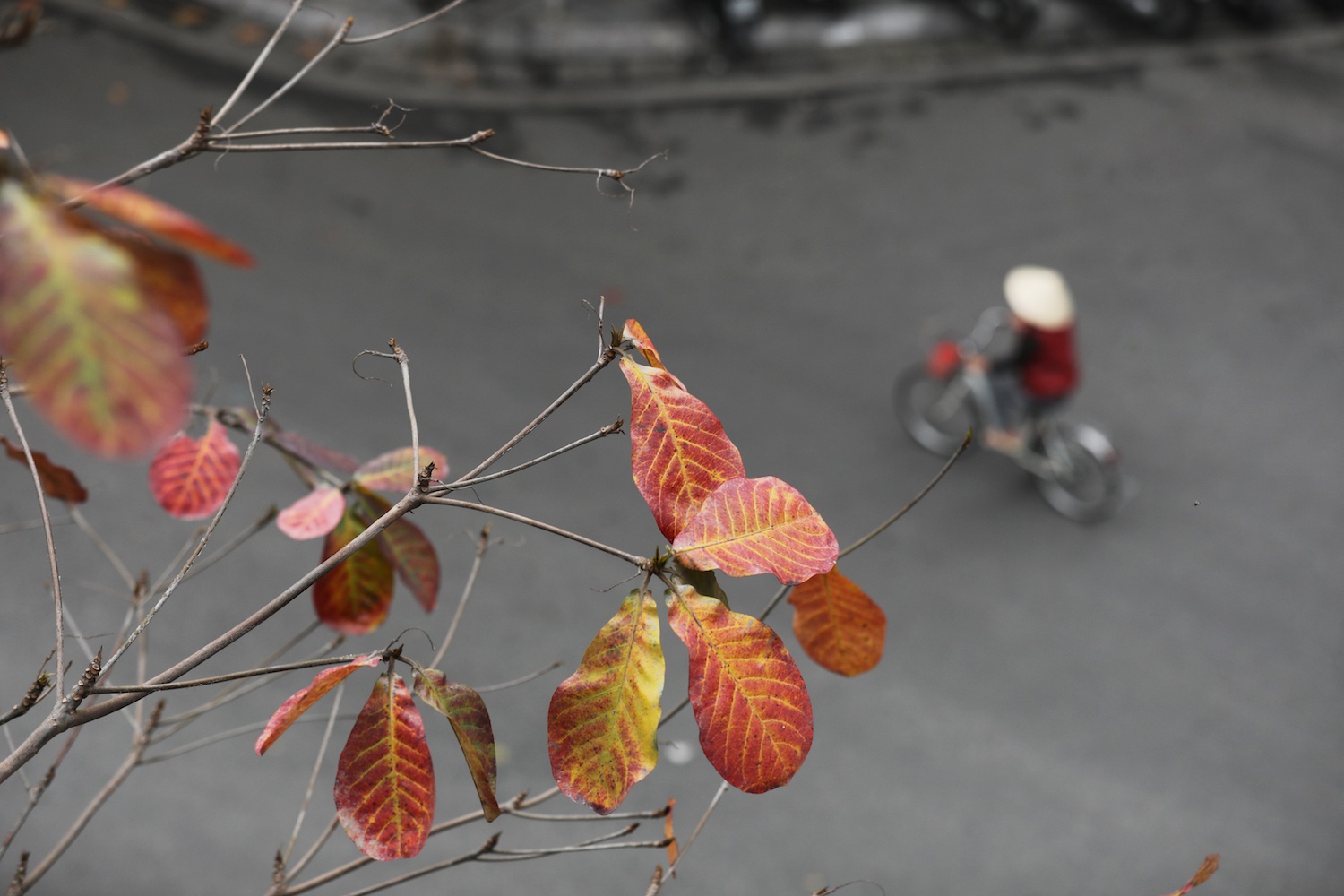 la vang dau xuan dam choi nay loc anh 3