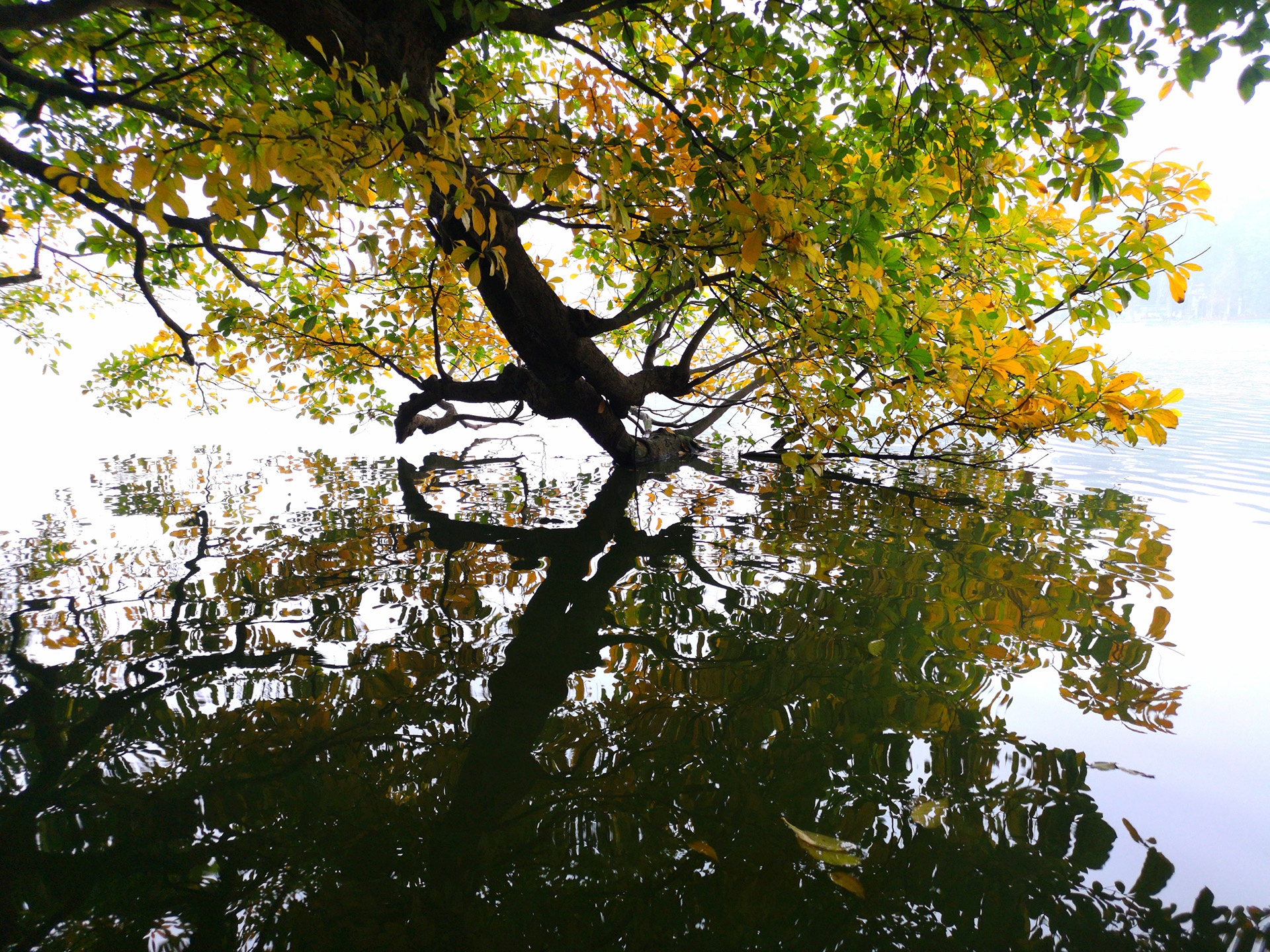 la vang dau xuan dam choi nay loc anh 27