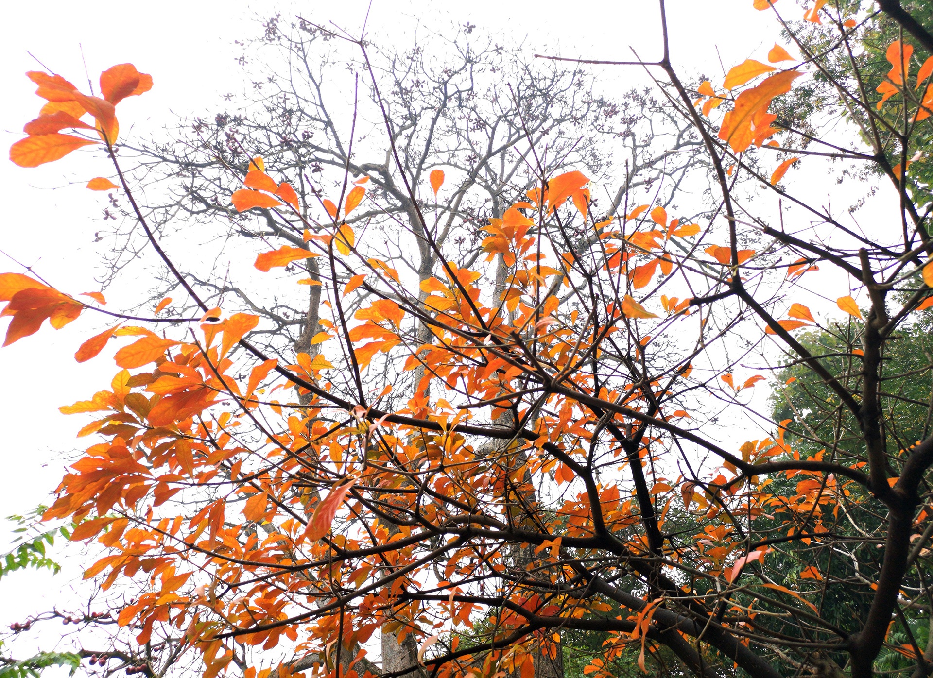 la vang dau xuan dam choi nay loc anh 28