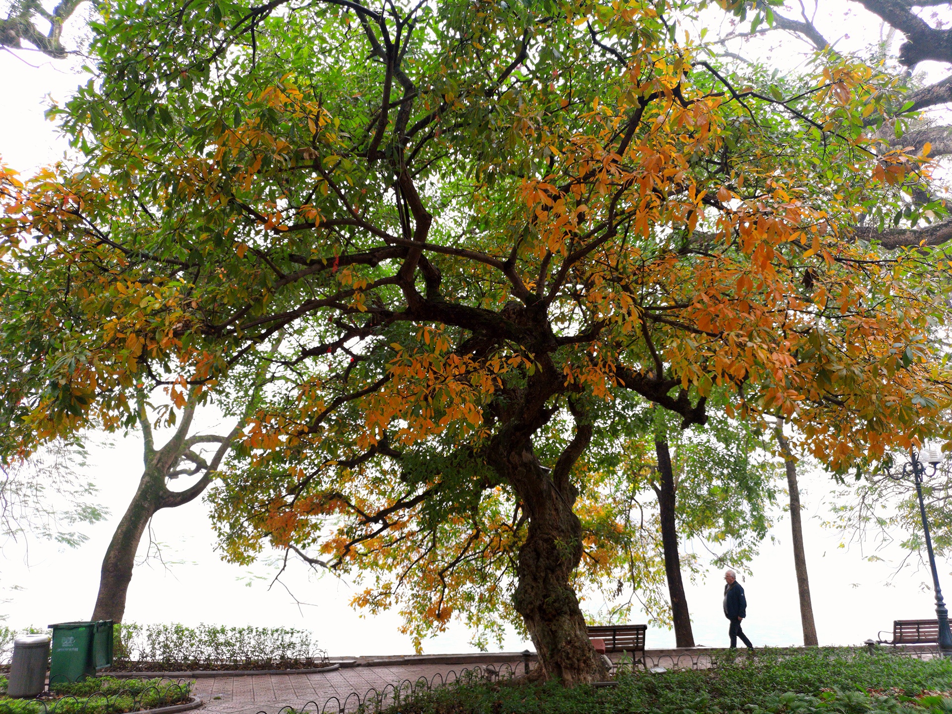 la vang dau xuan dam choi nay loc anh 24