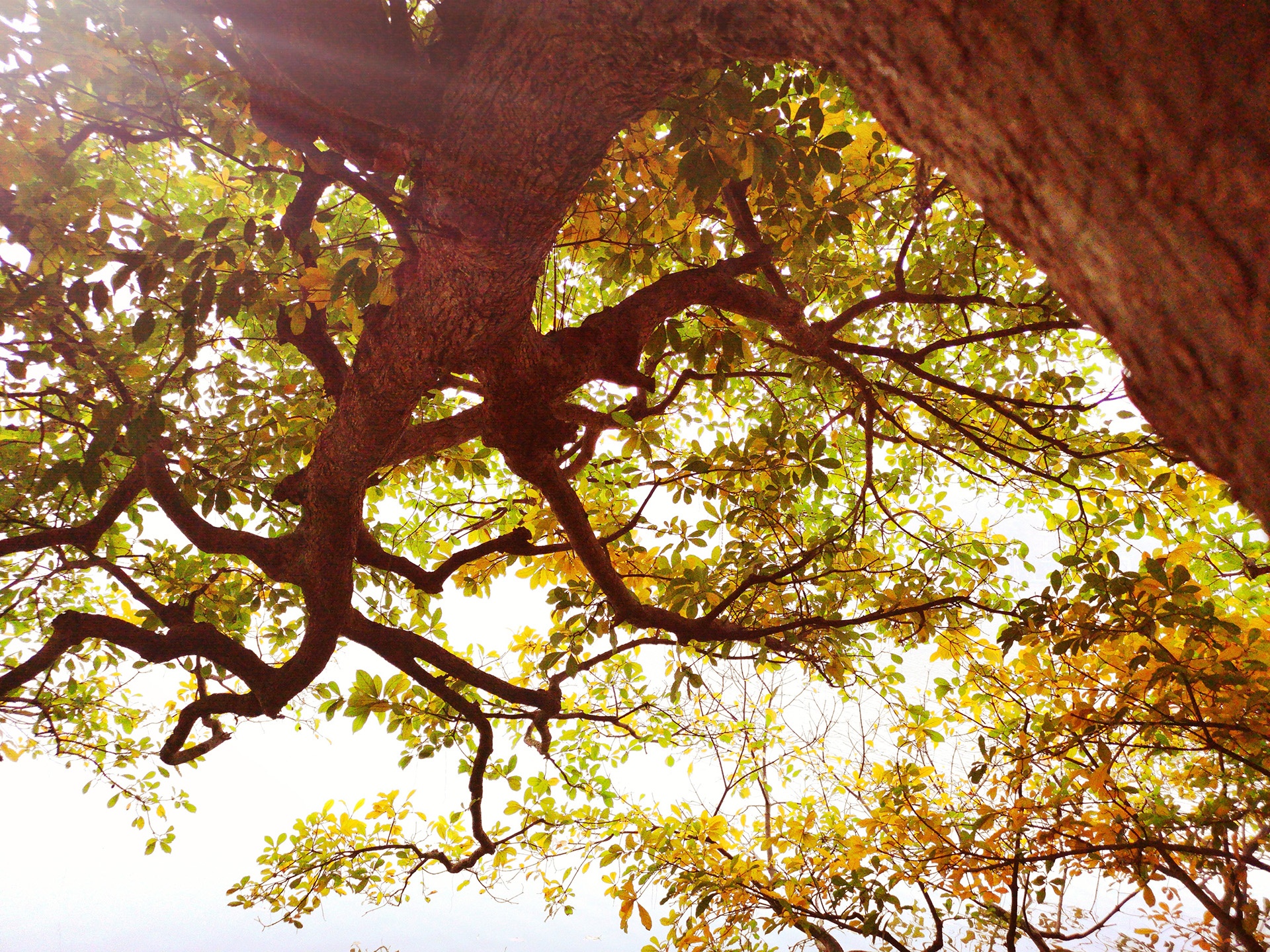 la vang dau xuan dam choi nay loc anh 26