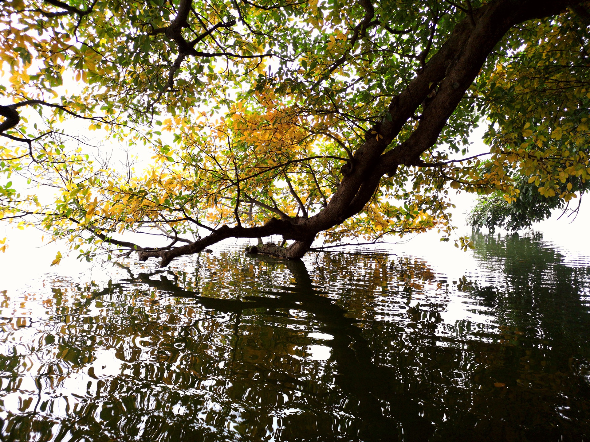 la vang dau xuan dam choi nay loc anh 25