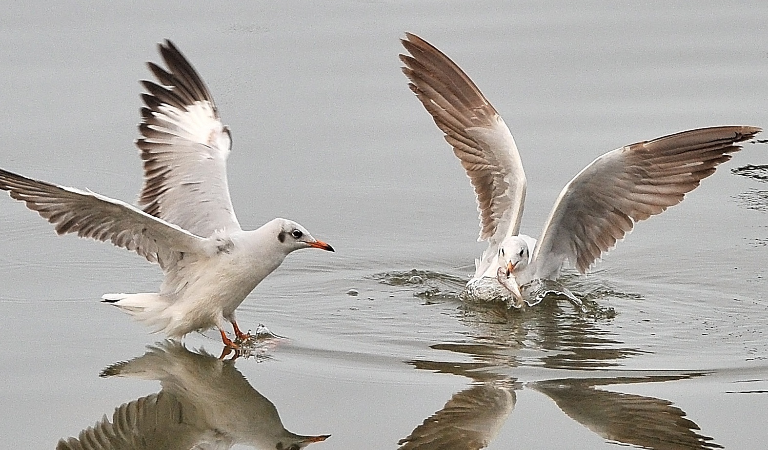 Mua hai au san moi o mien Tay hinh anh