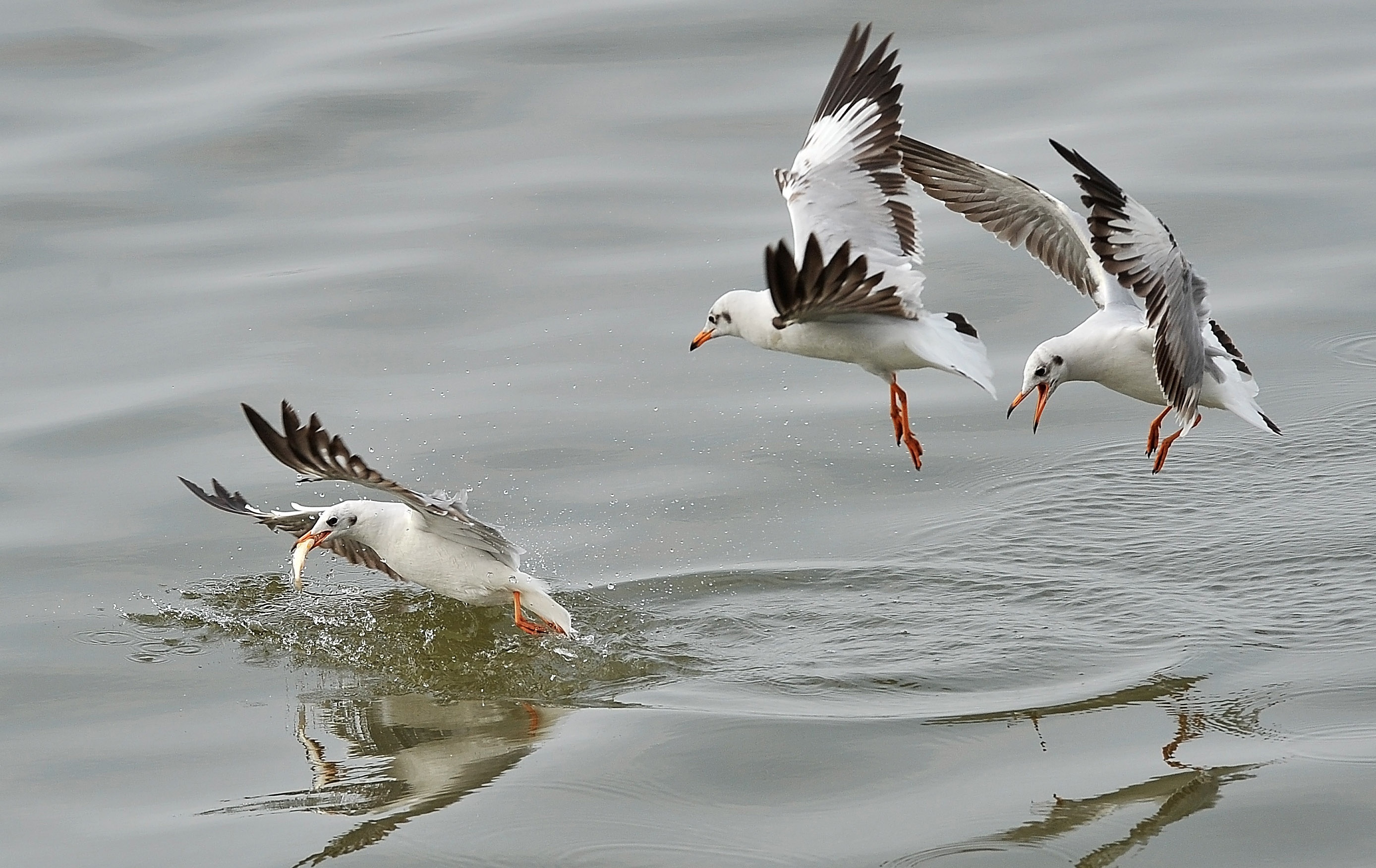 san chim o mien Tay anh 10