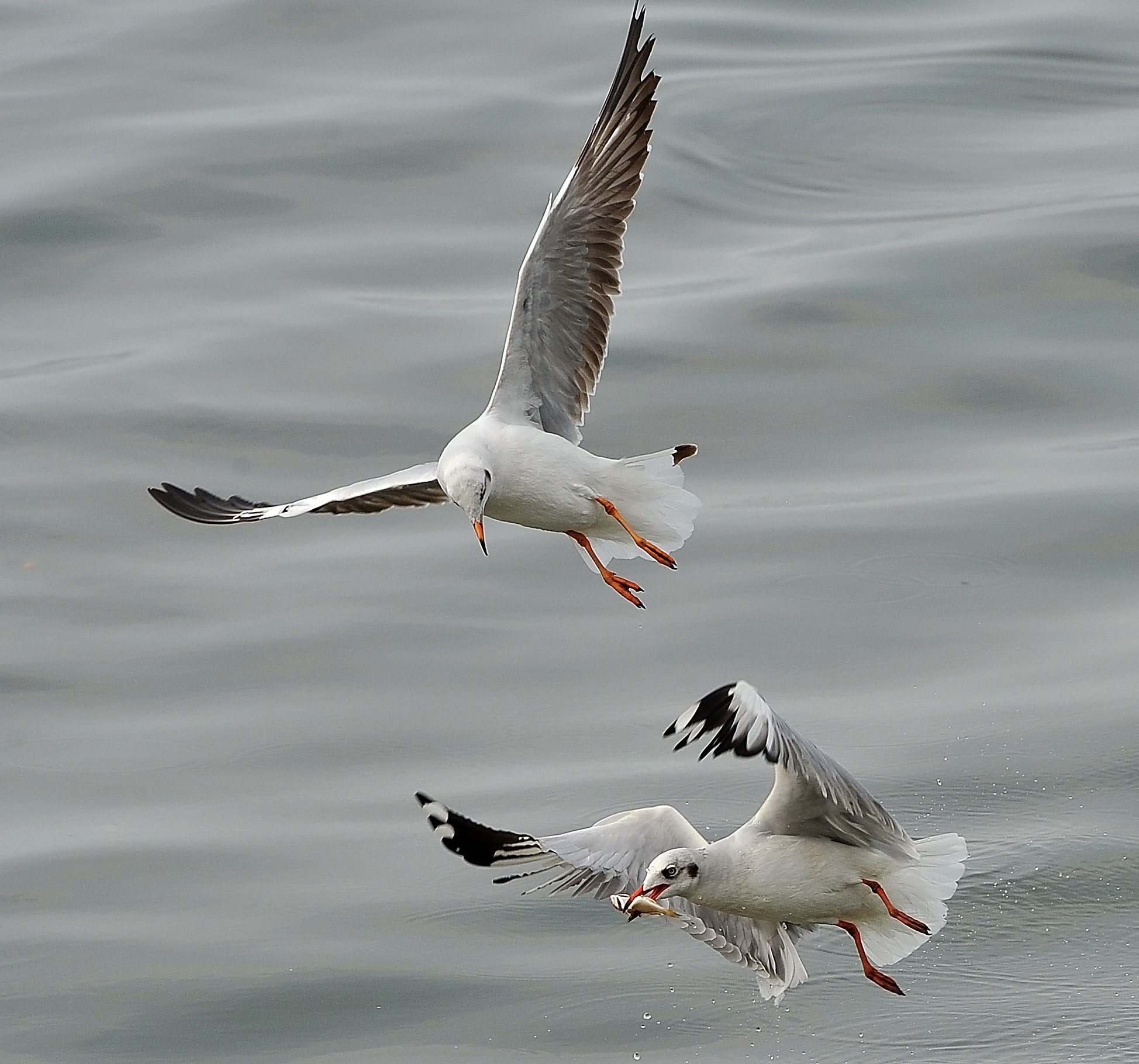 san chim o mien Tay anh 11