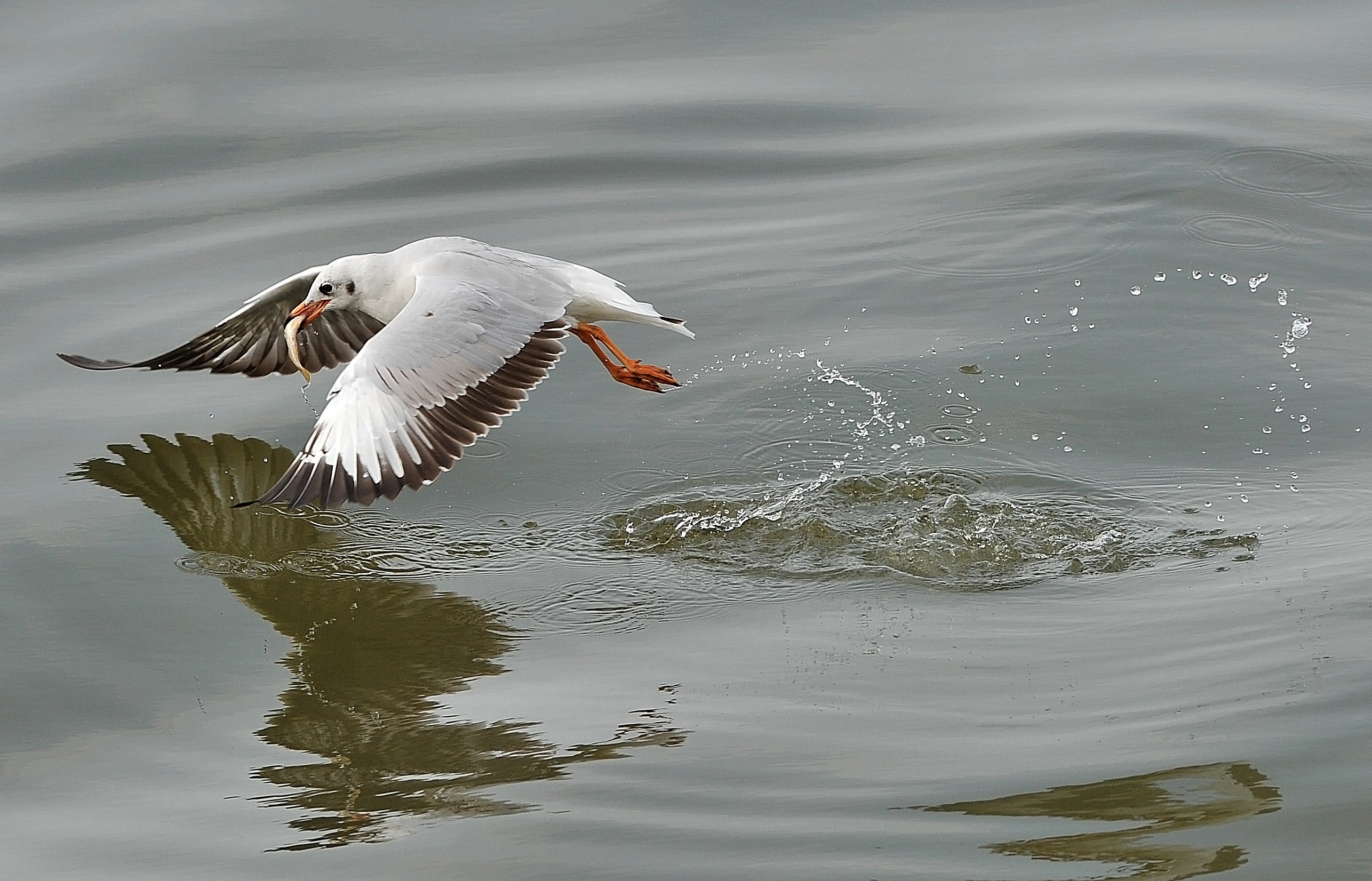 san chim o mien Tay anh 12