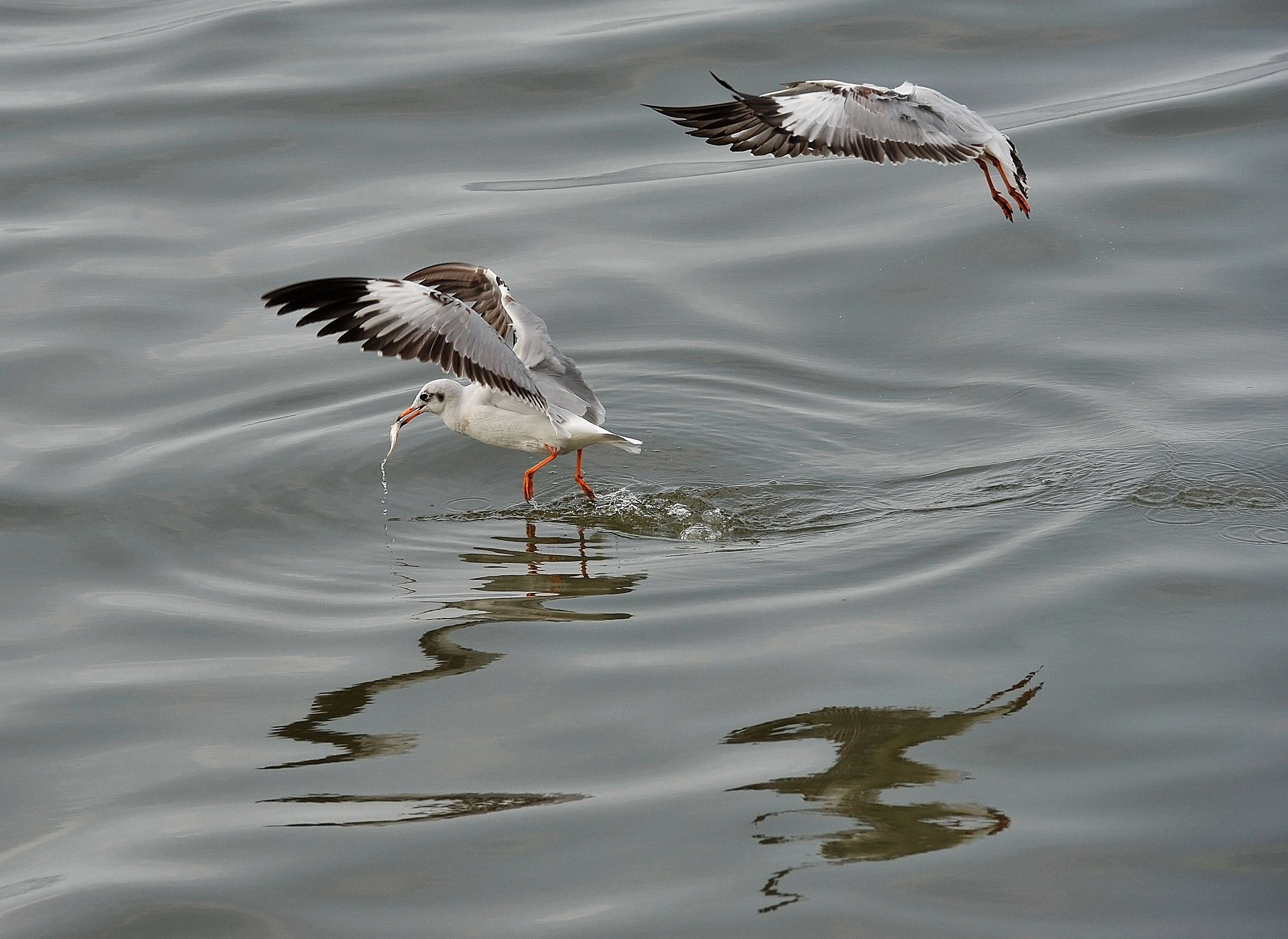 san chim o mien Tay anh 13