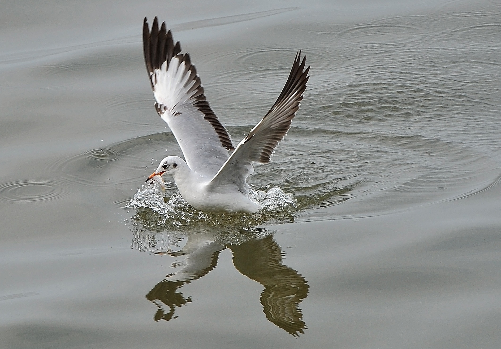 san chim o mien Tay anh 6