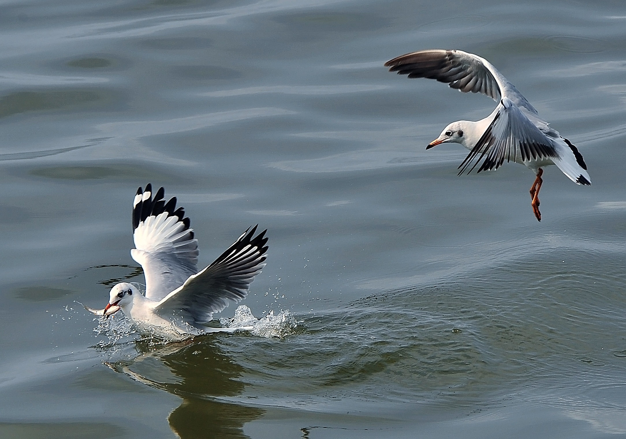 san chim o mien Tay anh 15