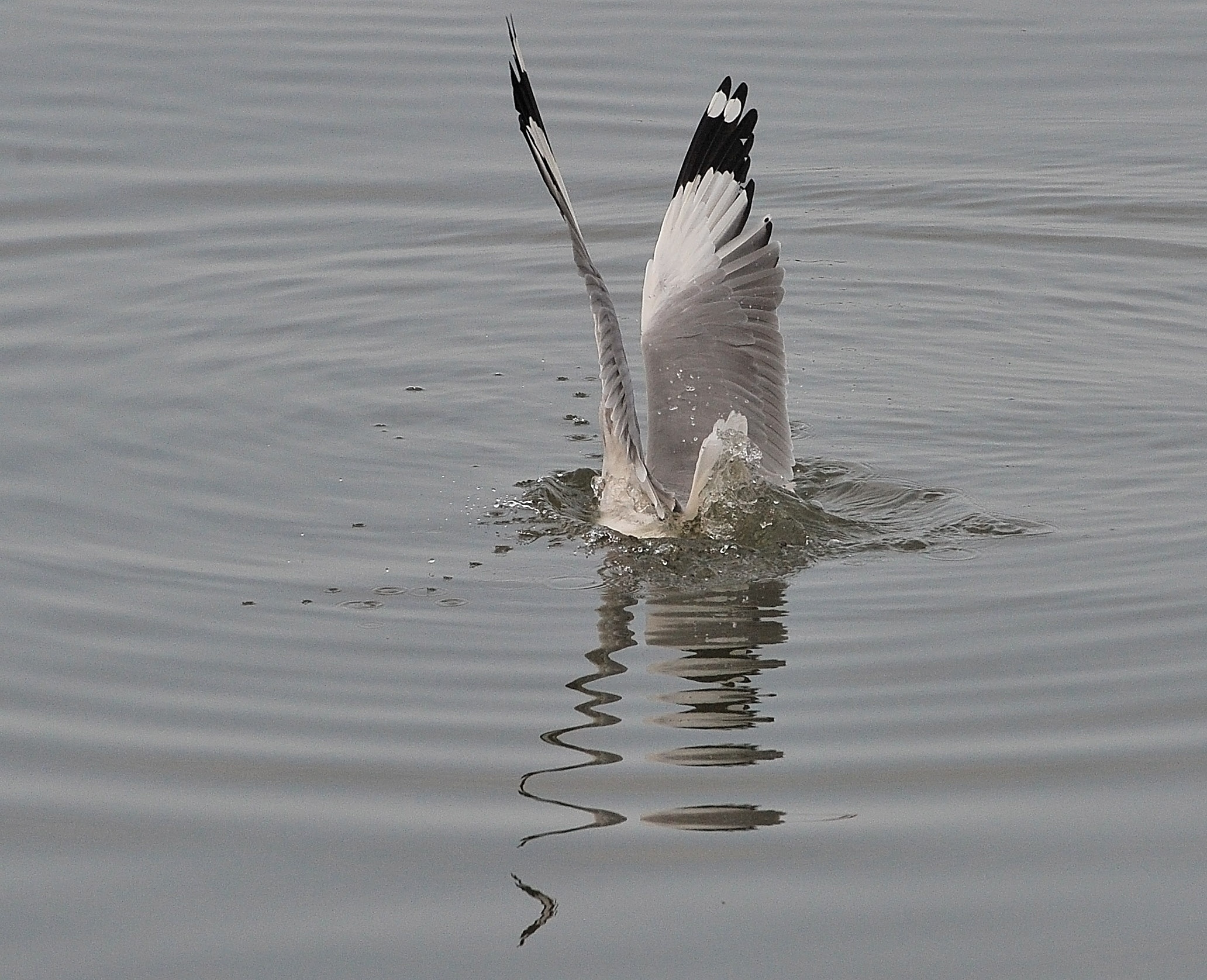 san chim o mien Tay anh 16