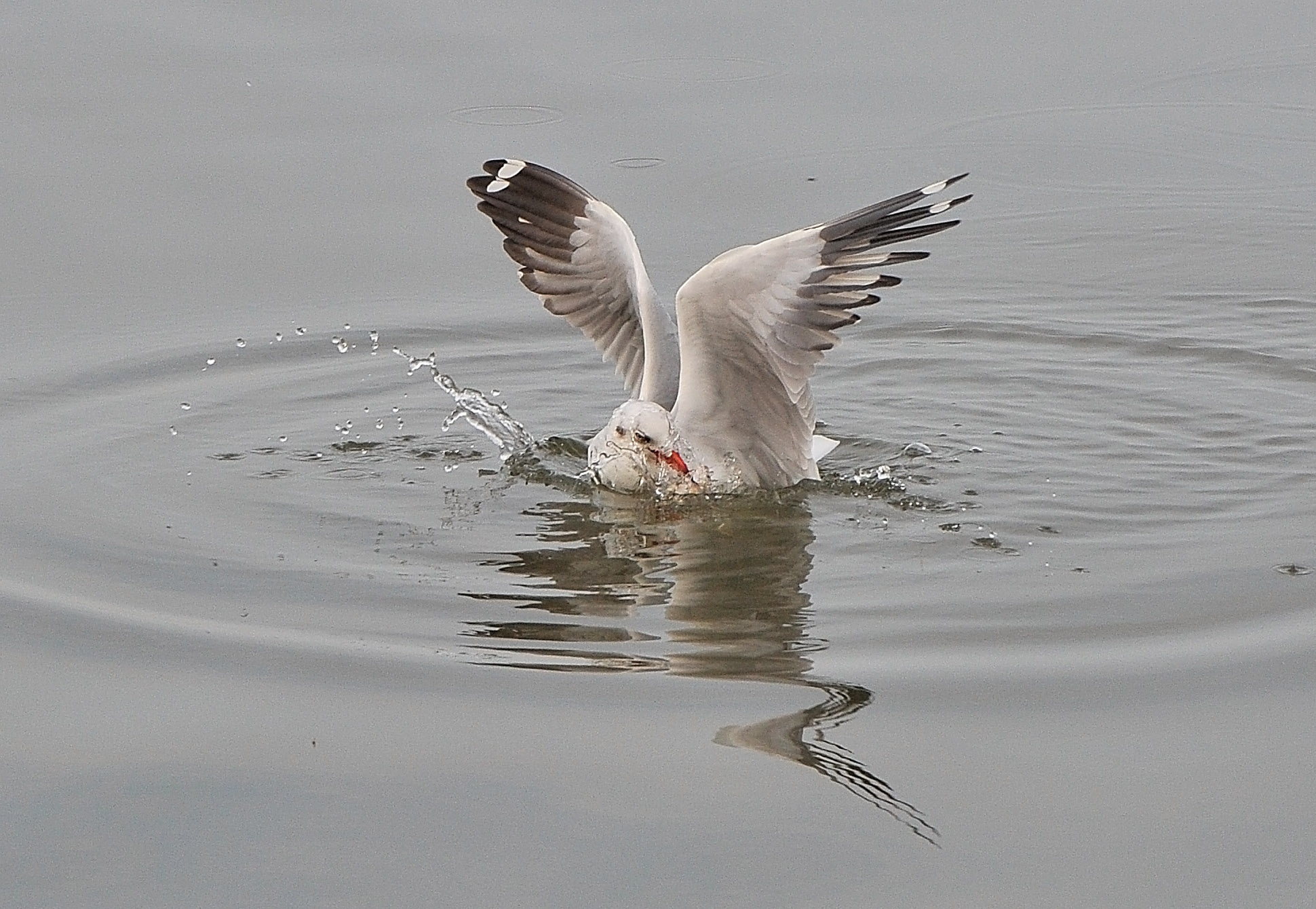 san chim o mien Tay anh 17