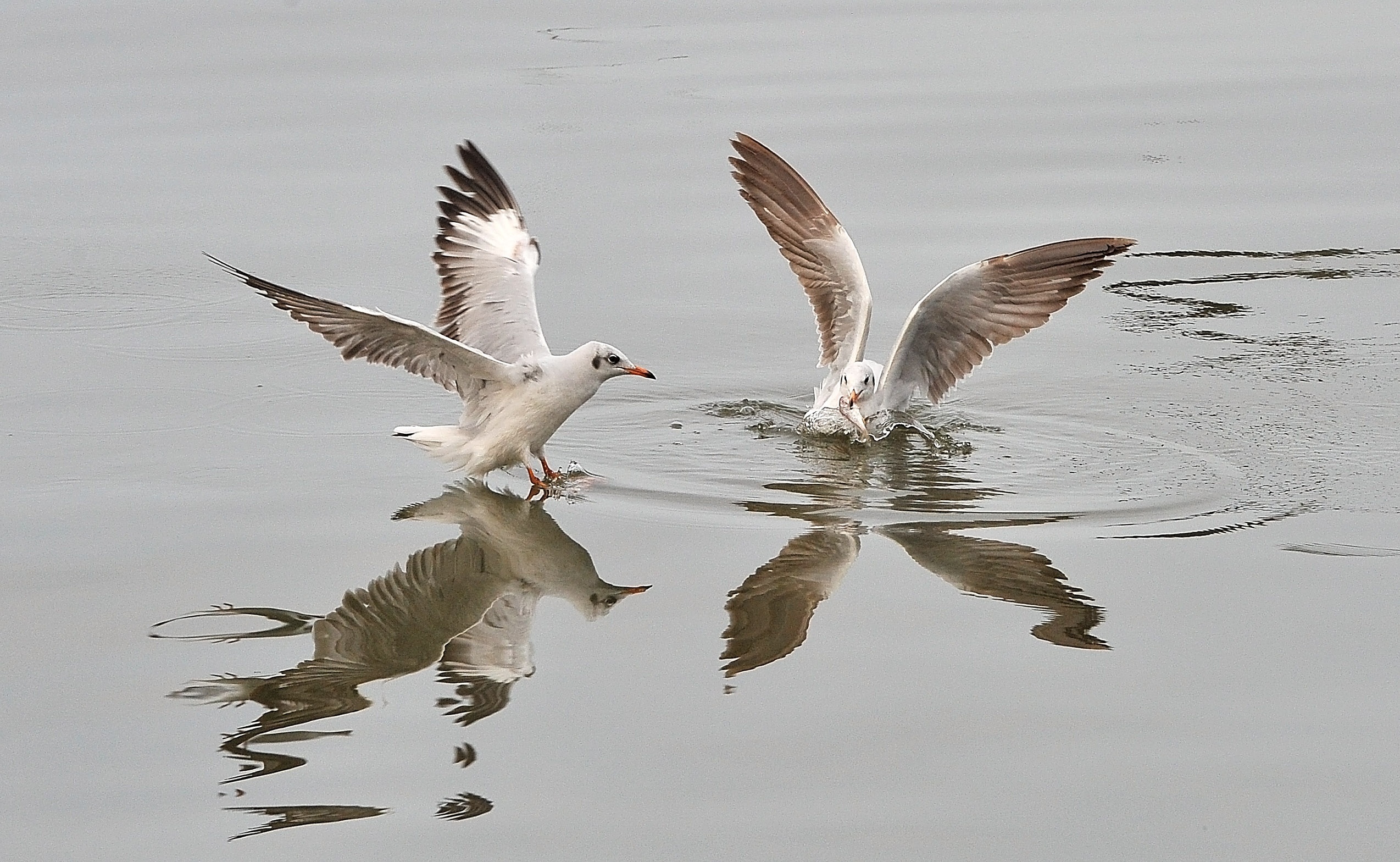 san chim o mien Tay anh 18