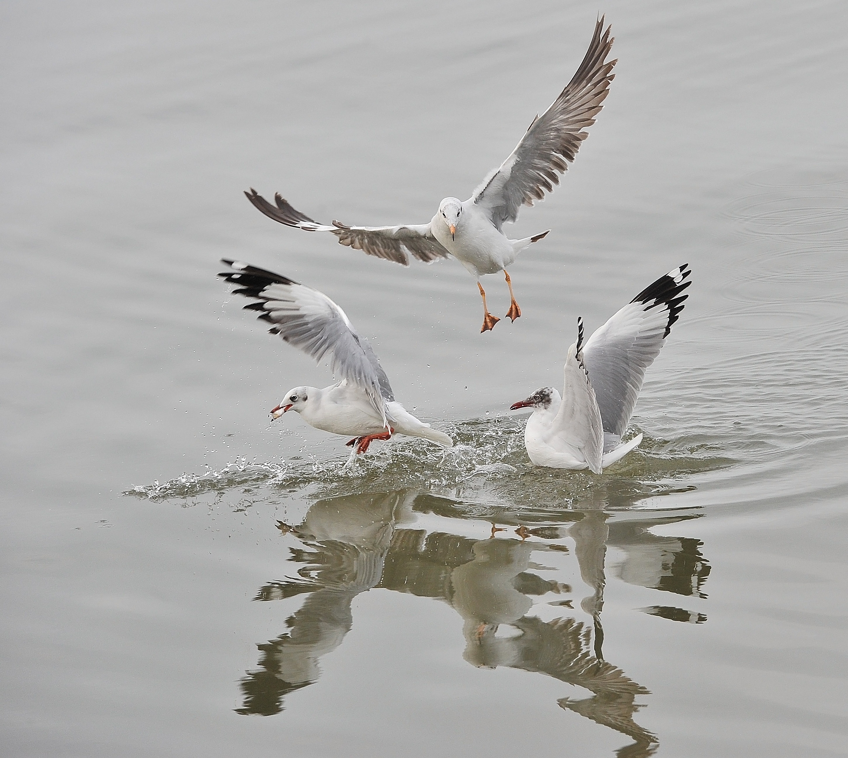 san chim o mien Tay anh 21