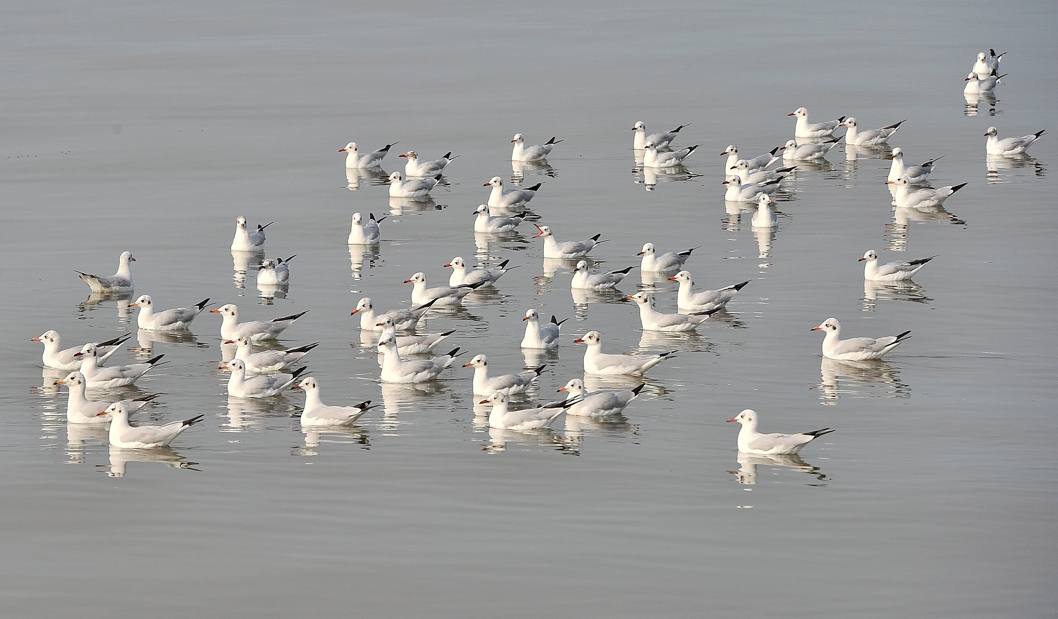 san chim o mien Tay anh 25