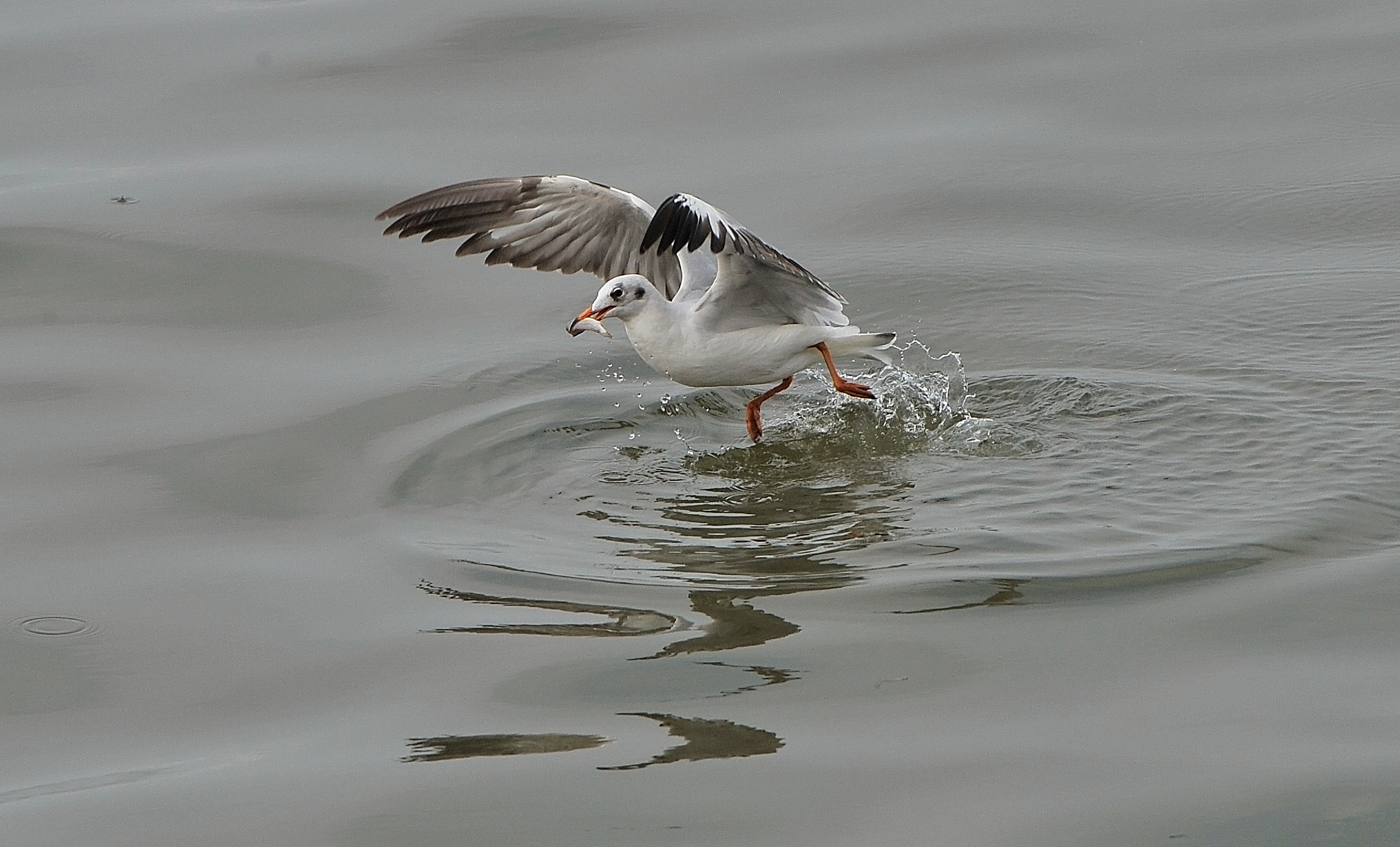 san chim o mien Tay anh 7