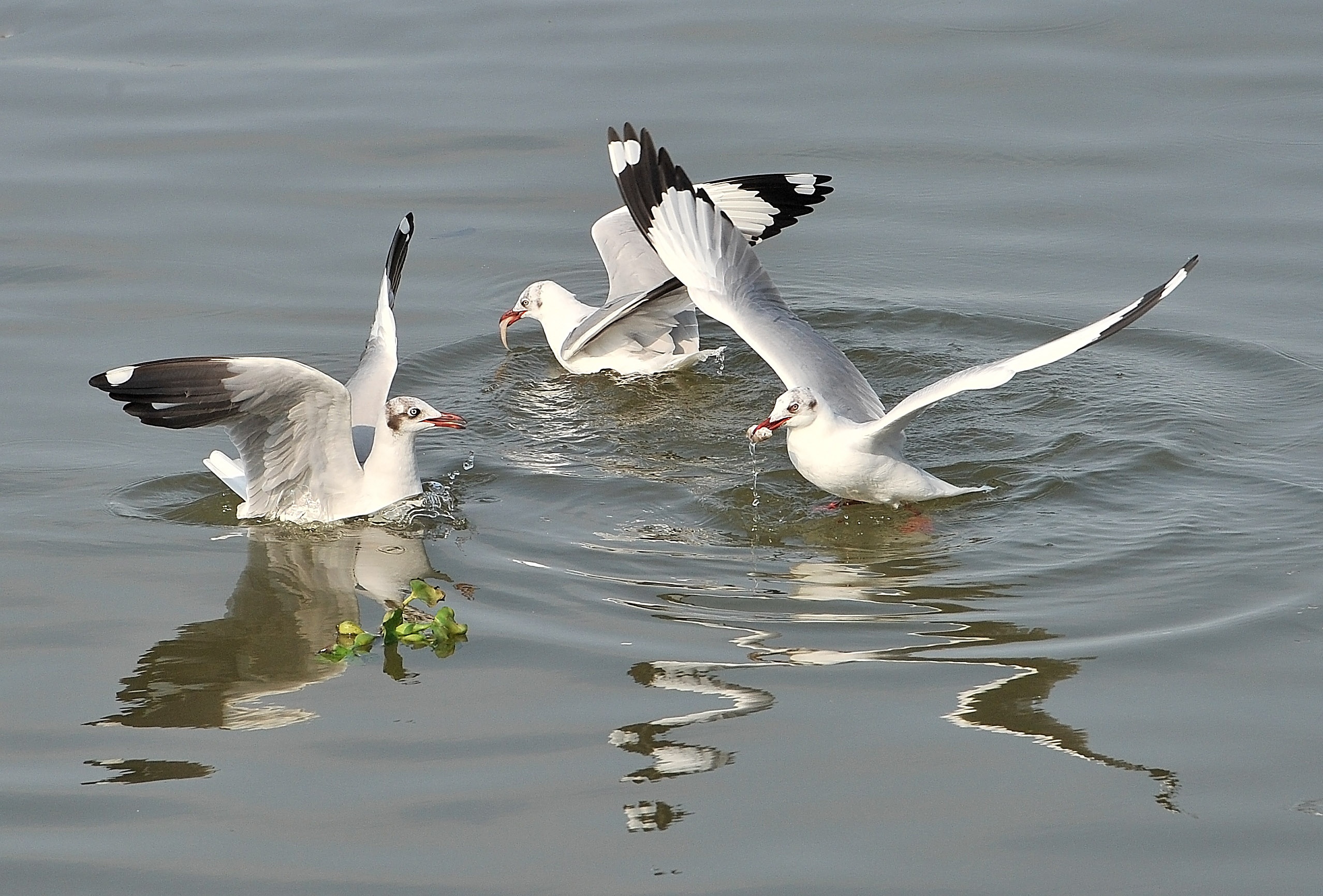 san chim o mien Tay anh 23