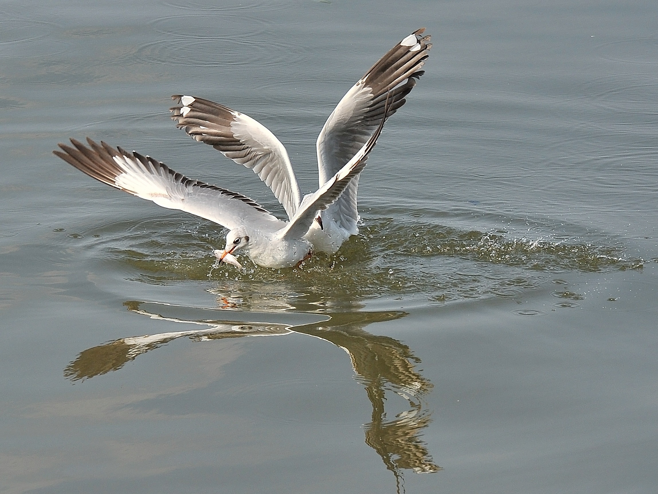 san chim o mien Tay anh 24