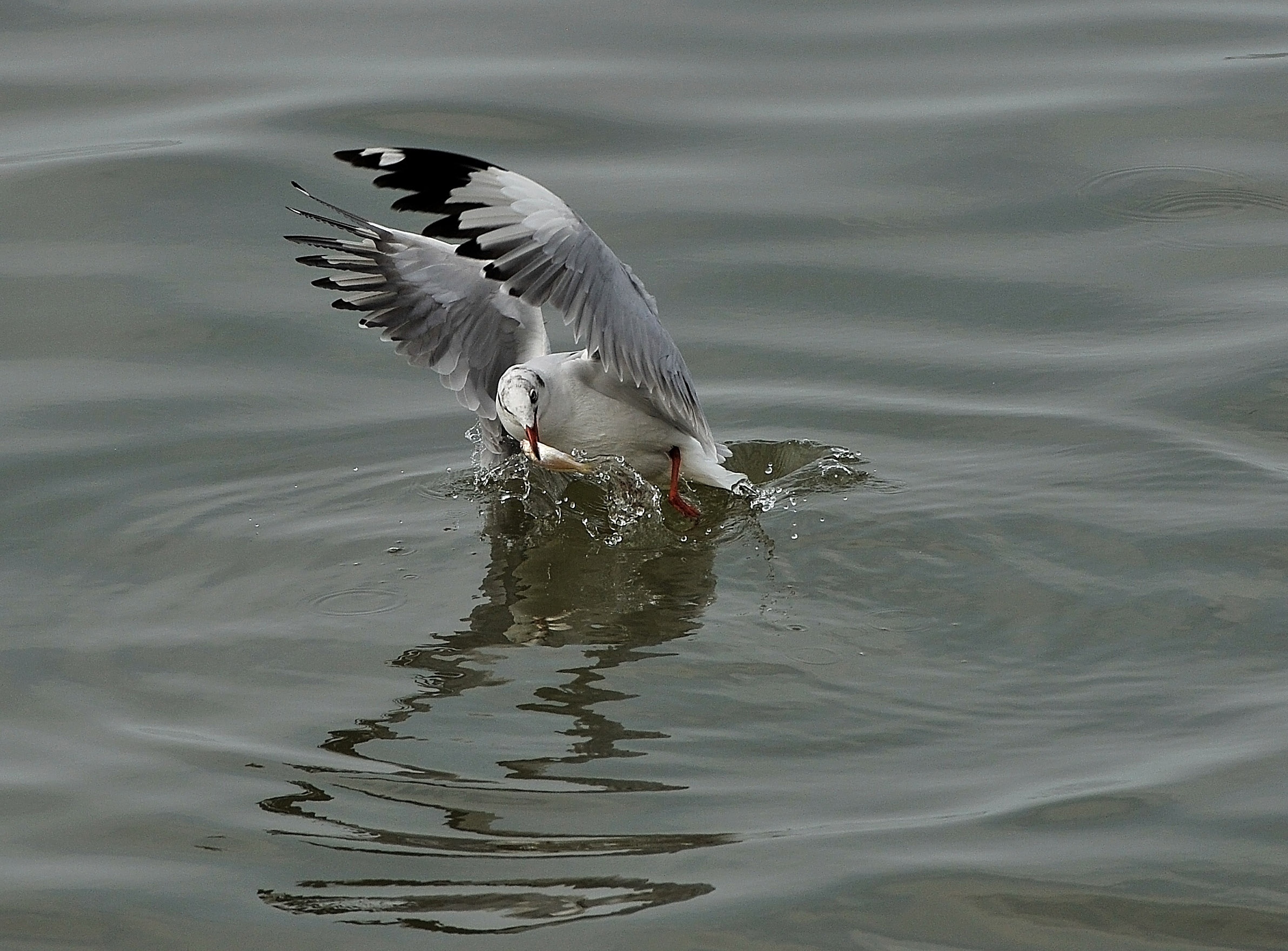 san chim o mien Tay anh 8