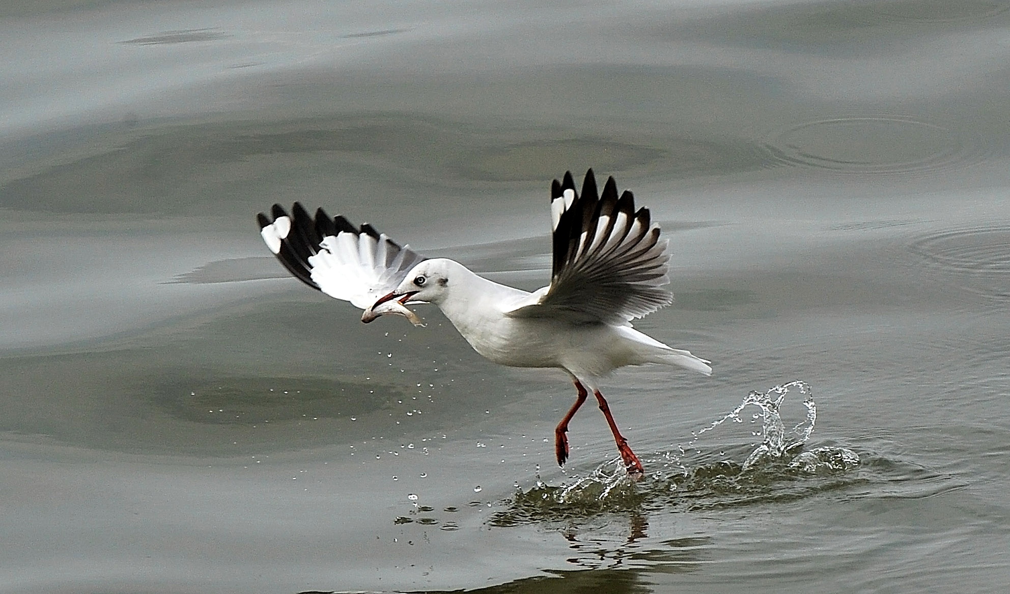 san chim o mien Tay anh 9