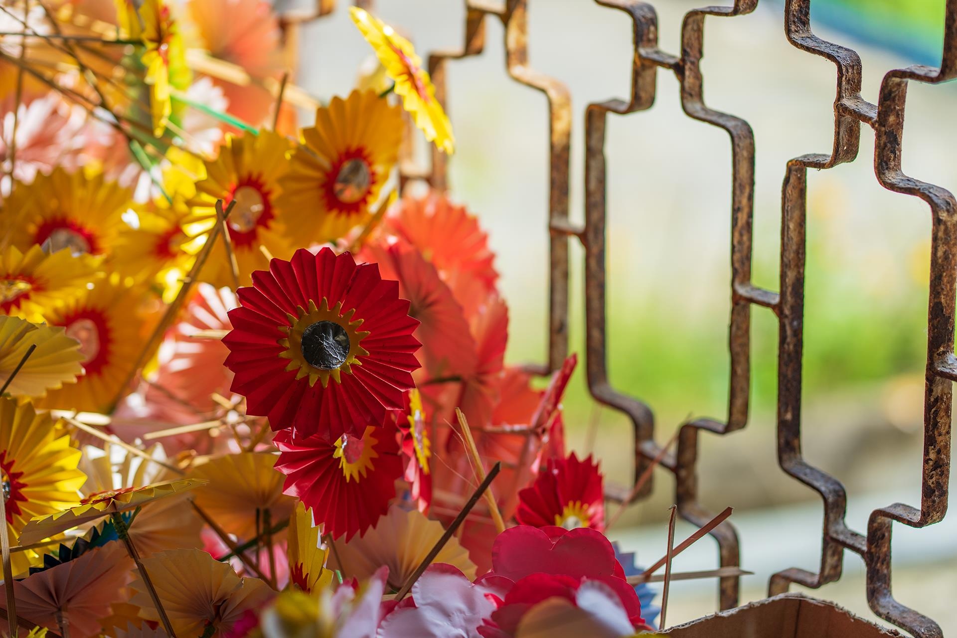 hoa giay Thanh Tien o Hue anh 14