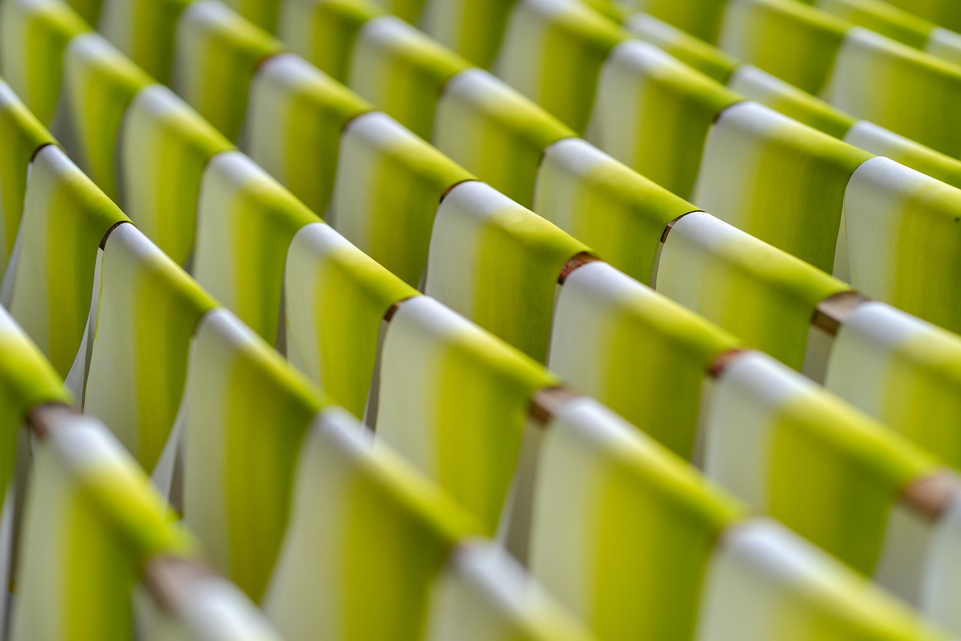 hoa giay Thanh Tien o Hue anh 18