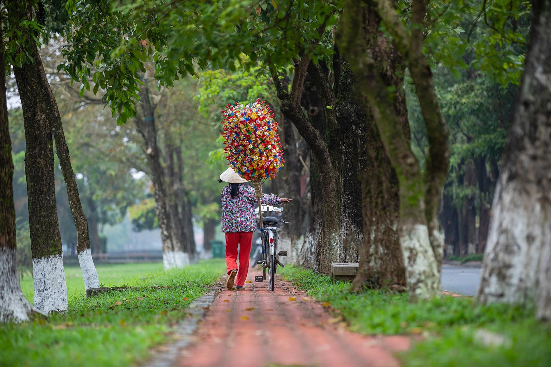 hoa giay Thanh Tien o Hue anh 6