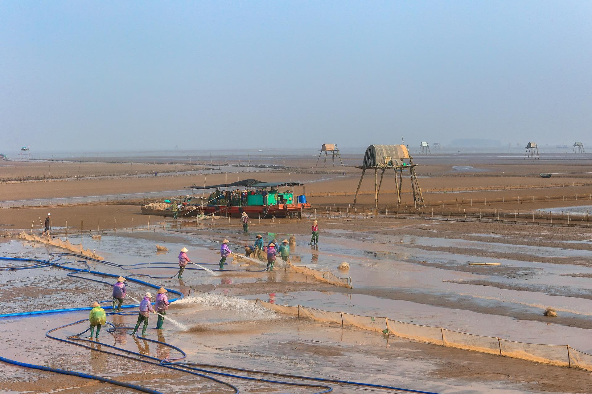 nghề cào ngao ở Thái Bình ảnh 11 nghe cao ngao o Thai Binh anh 11