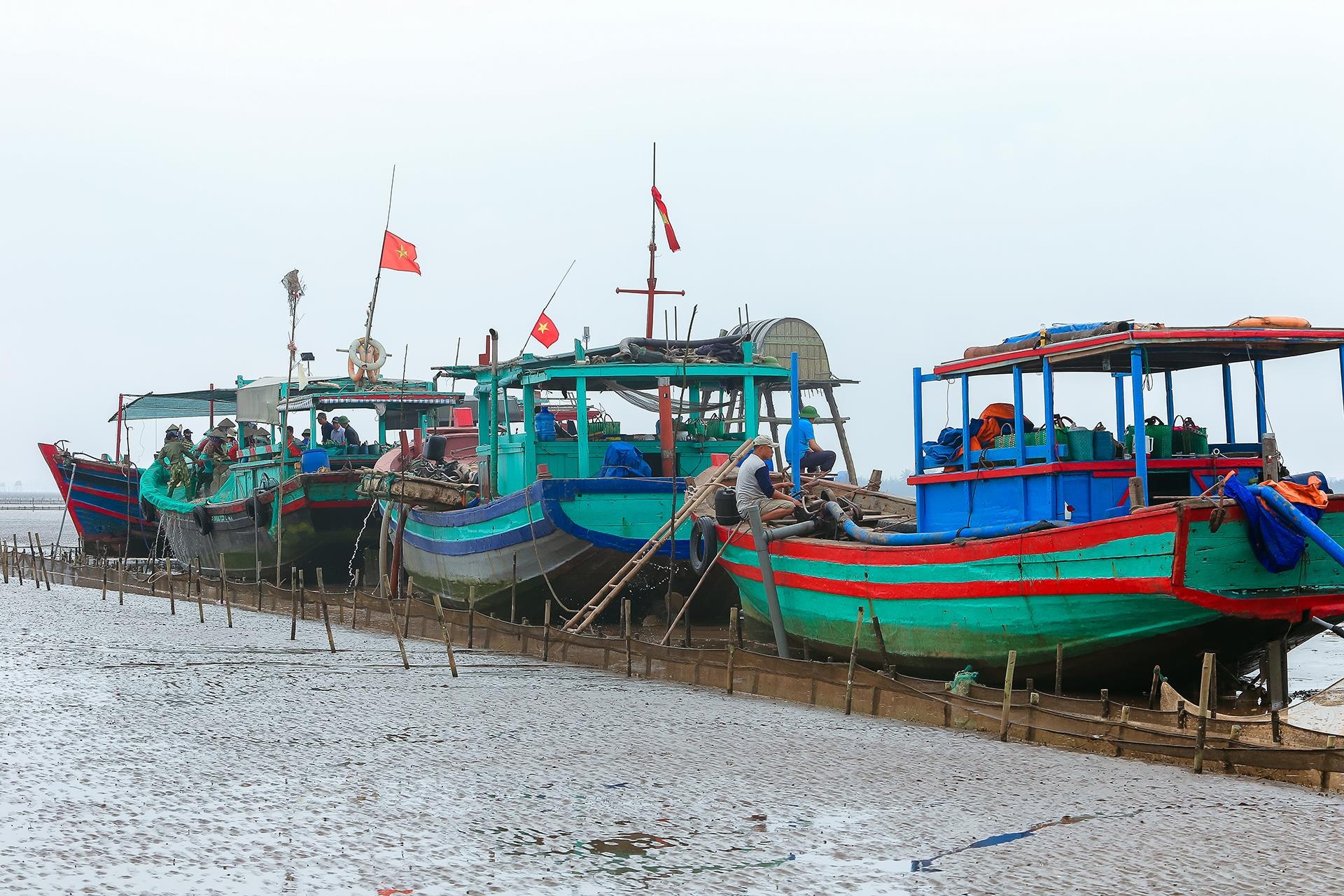 nghề cào ngao ở Thái Bình ảnh 12 nghe cao ngao o Thai Binh anh 12