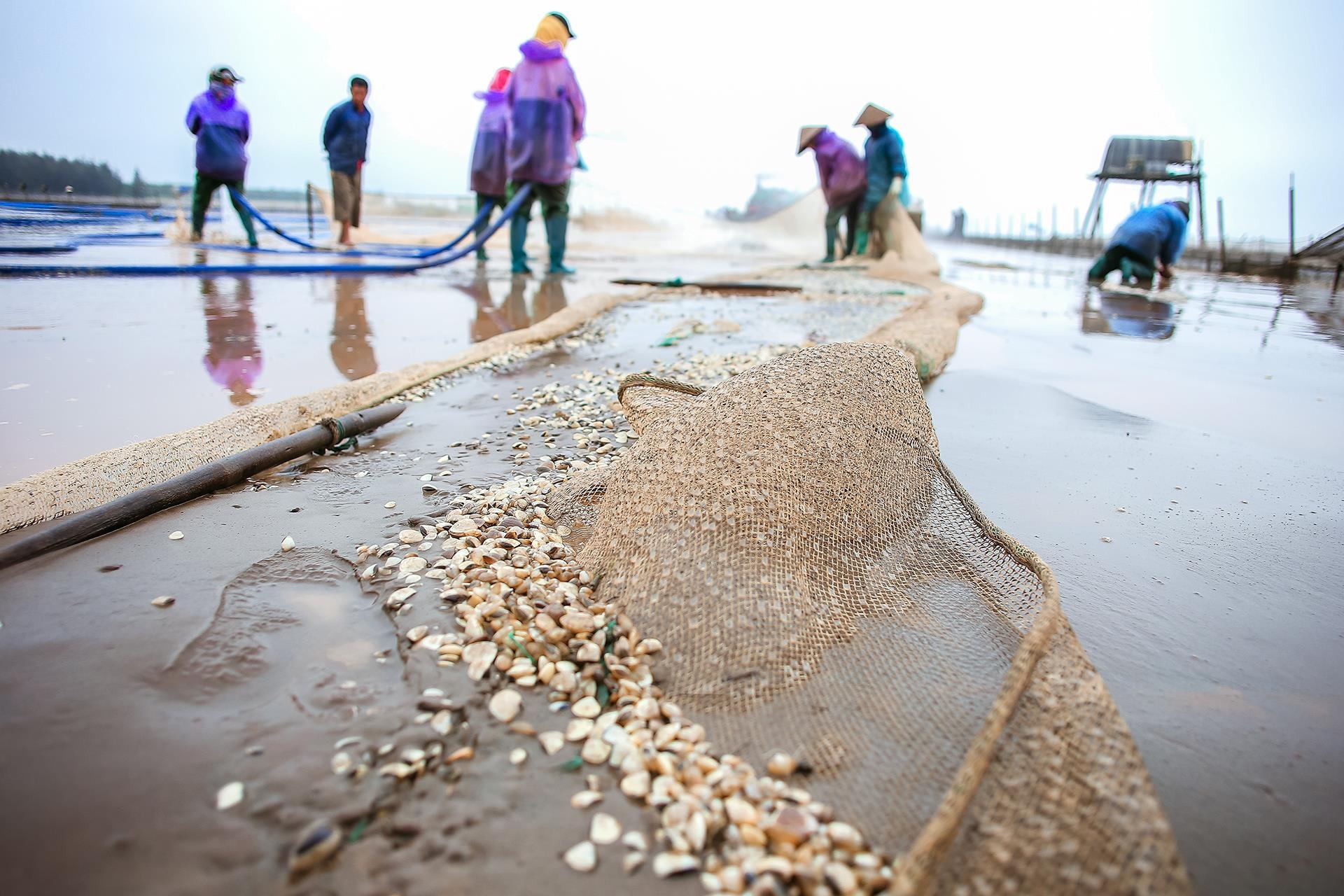 nghề cào ngao ở Thái Bình ảnh 15 nghe cao ngao o Thai Binh anh 15