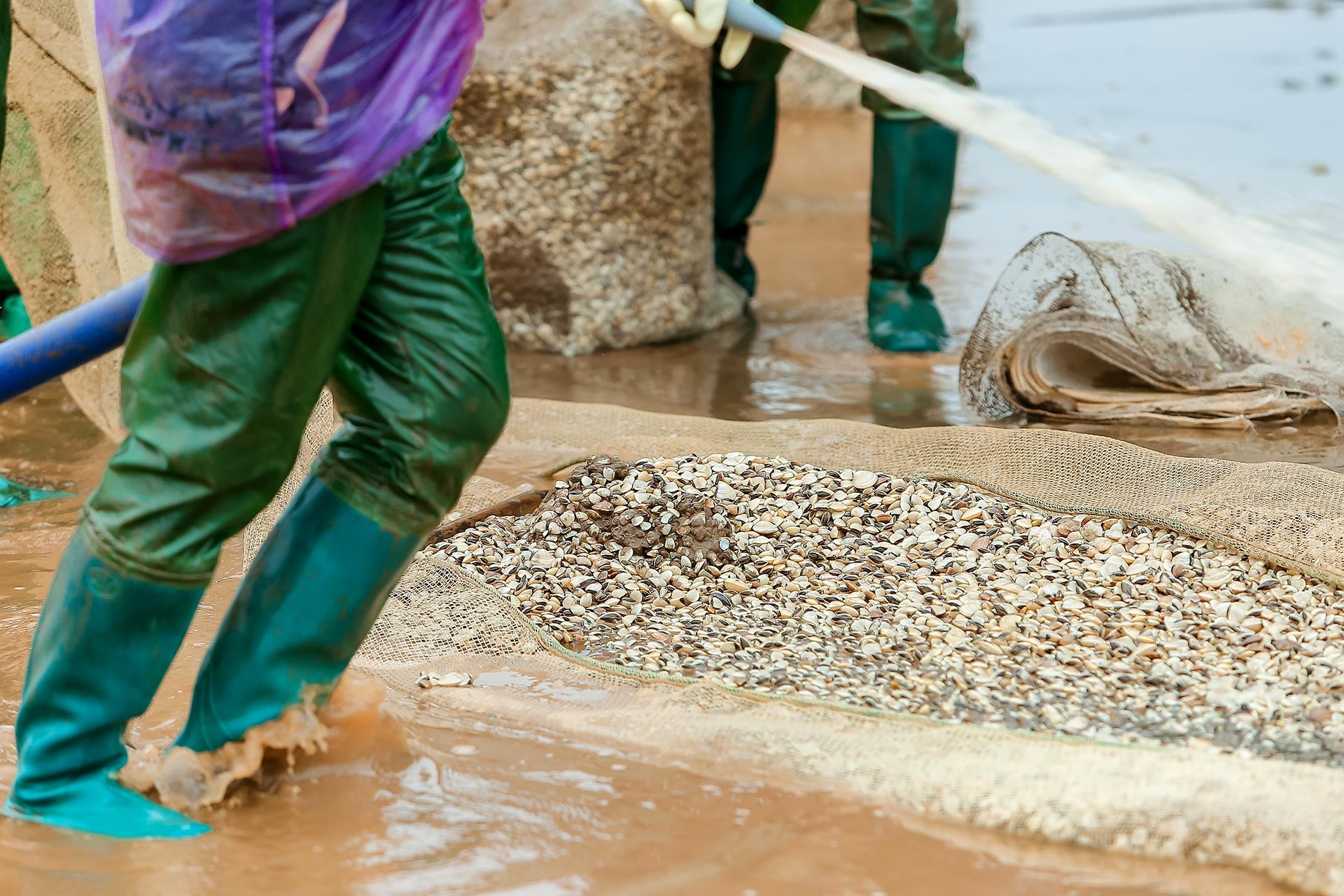 nghề cào ngao ở Thái Bình ảnh 16 nghe cao ngao o Thai Binh anh 16