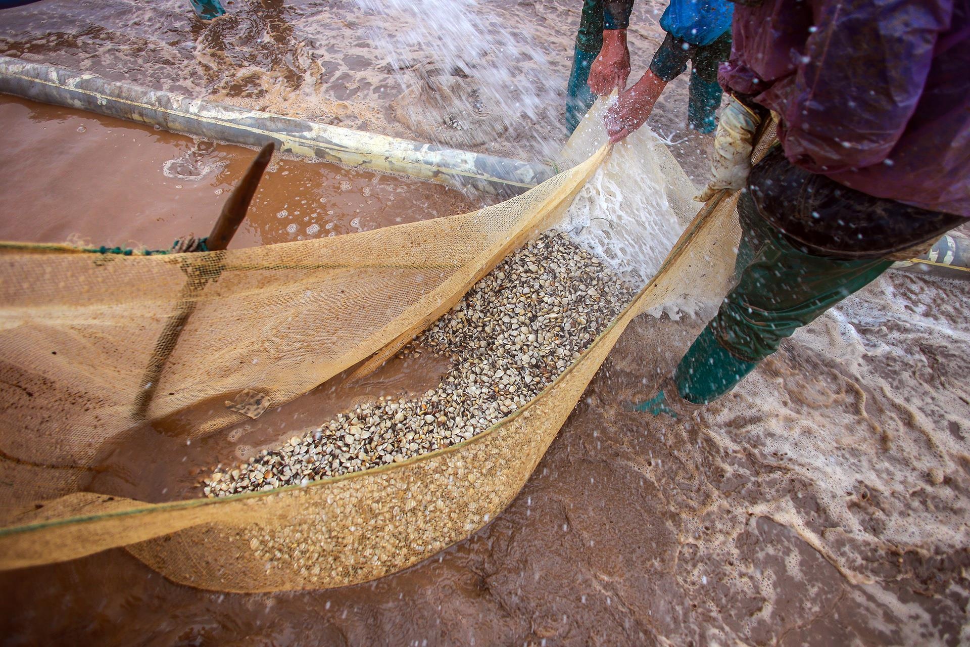 nghề cào ngao ở Thái Bình ảnh 17 nghe cao ngao o Thai Binh anh 17