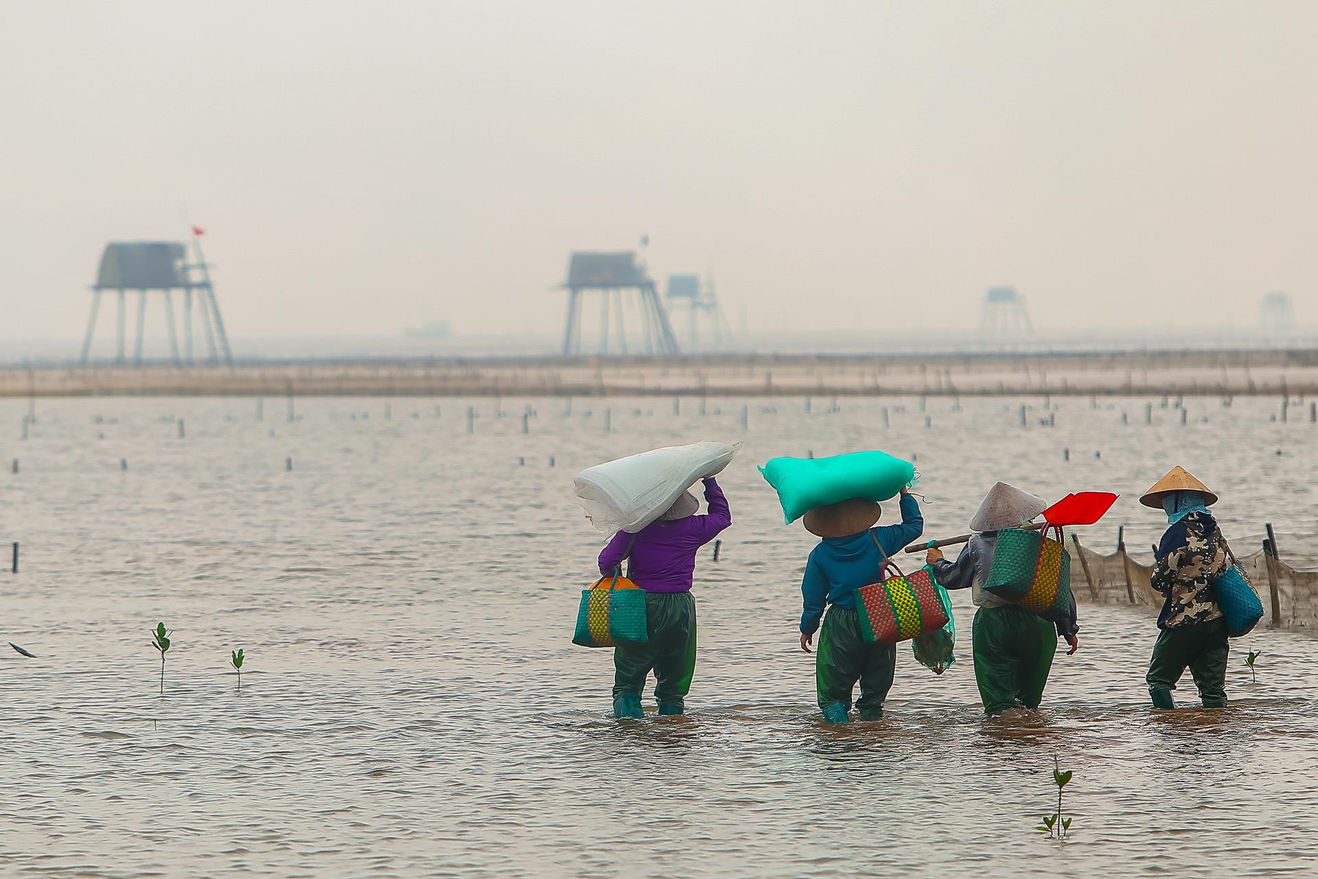 nghề cào ngao ở Thái Bình ảnh 4 nghe cao ngao o Thai Binh anh 4