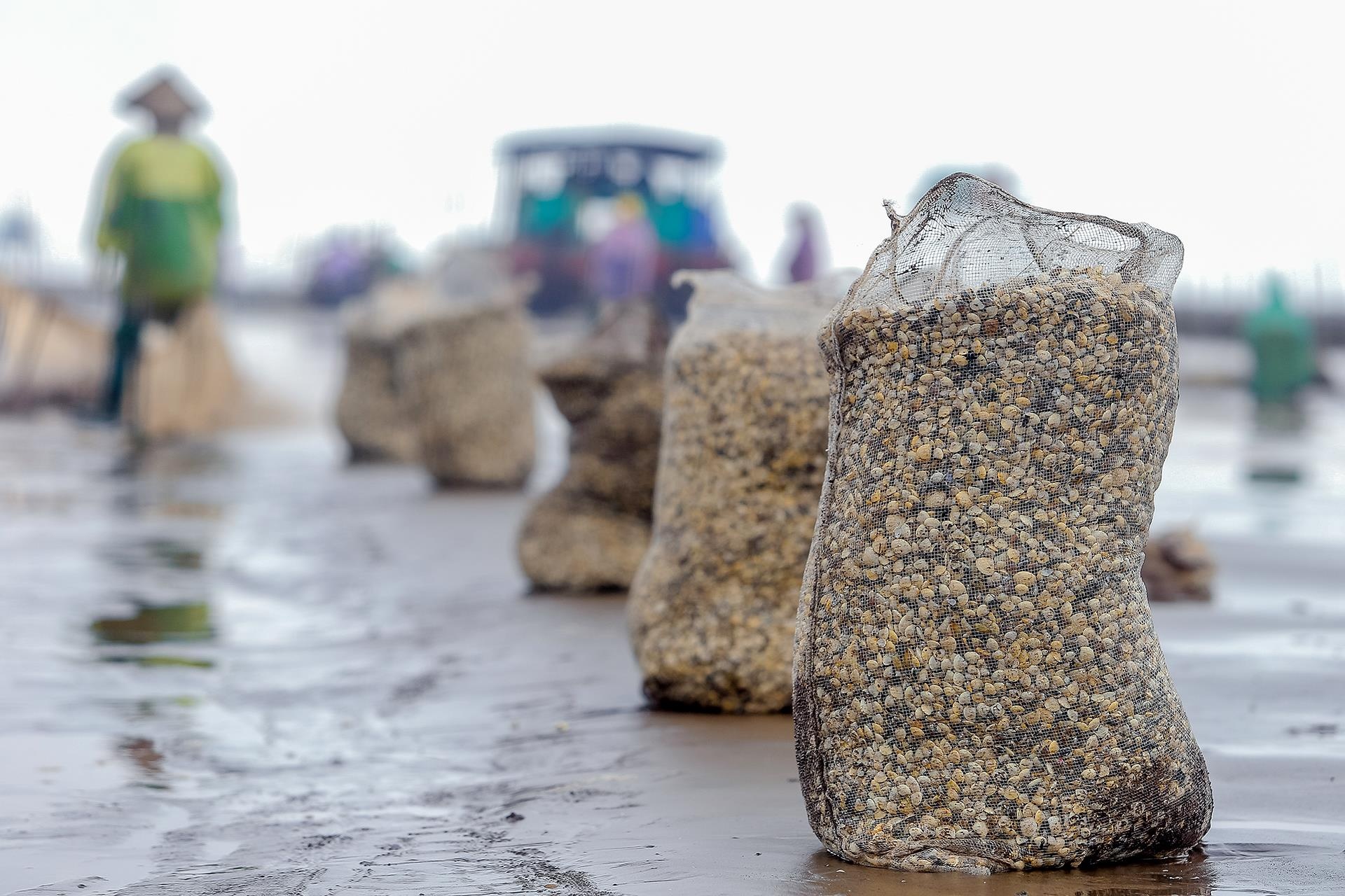 nghề cào ngao ở Thái Bình ảnh 20 nghe cao ngao o Thai Binh anh 20