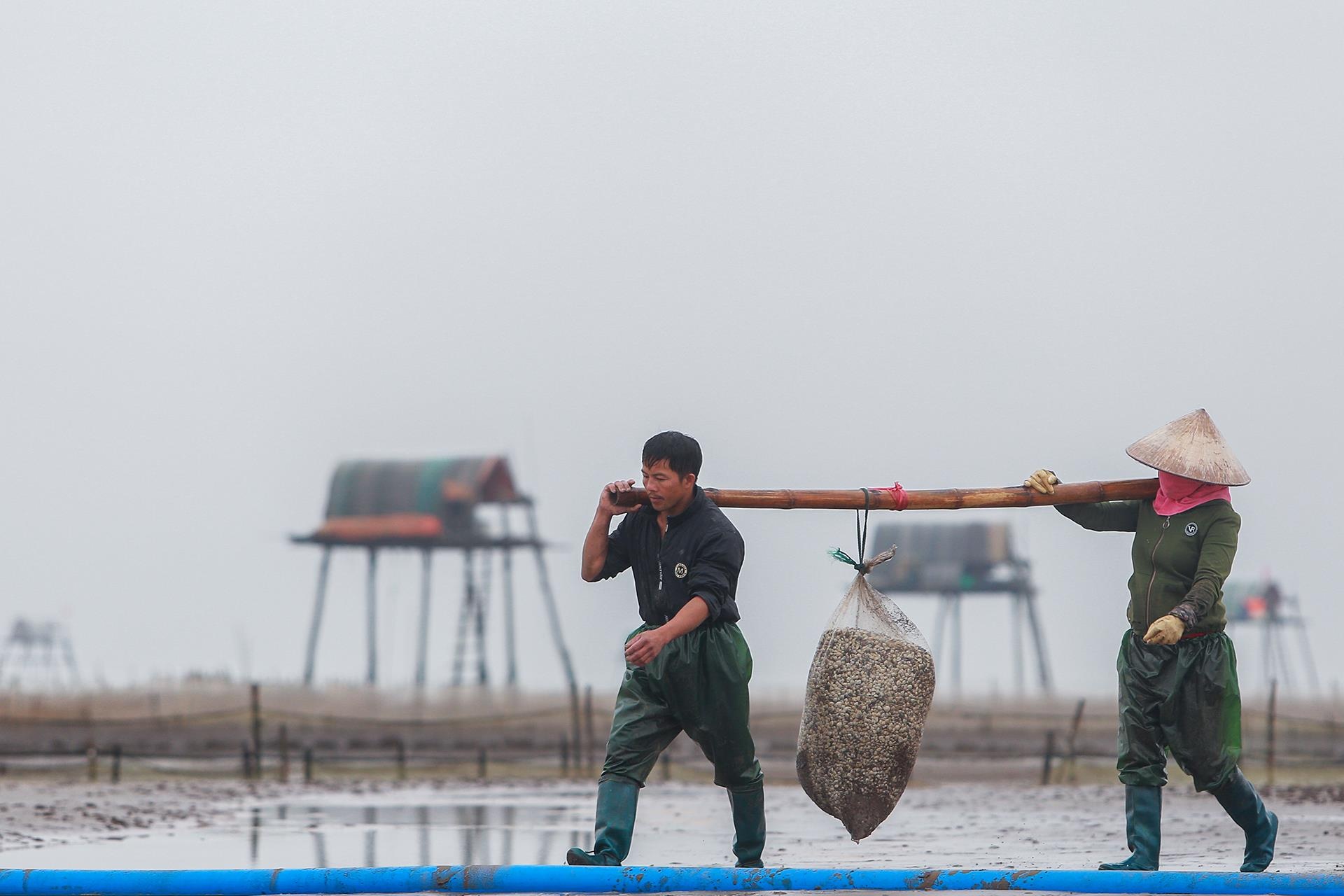 nghề cào ngao ở Thái Bình ảnh 21 nghe cao ngao o Thai Binh anh 21