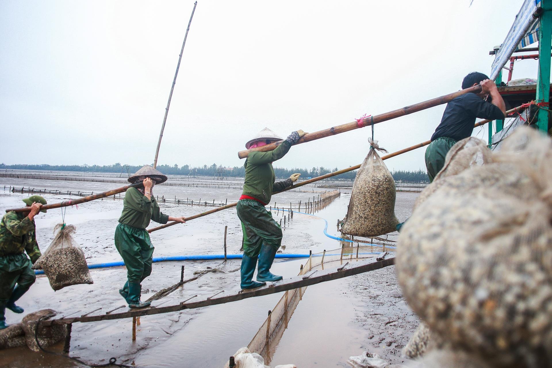 nghề cào ngao ở Thái Bình ảnh 22 nghe cao ngao o Thai Binh anh 22