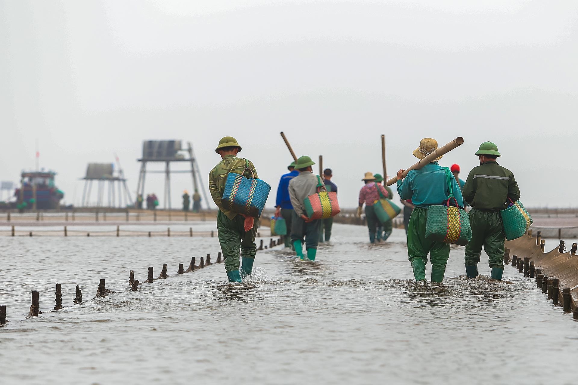 nghề cào ngao ở Thái Bình ảnh 5 nghe cao ngao o Thai Binh anh 5