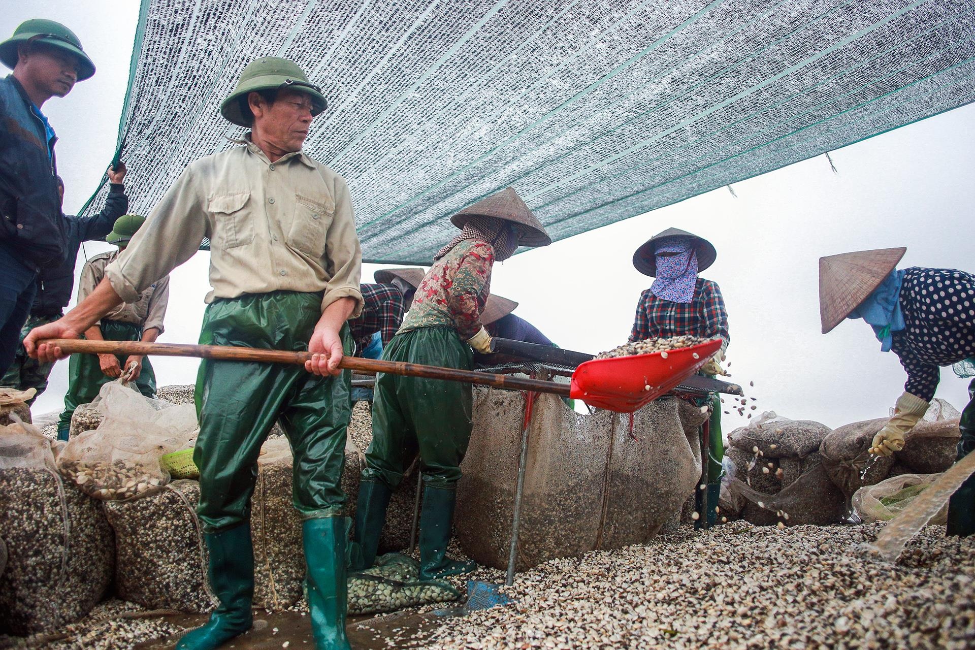 nghề cào ngao ở Thái Bình ảnh 24 nghe cao ngao o Thai Binh anh 24