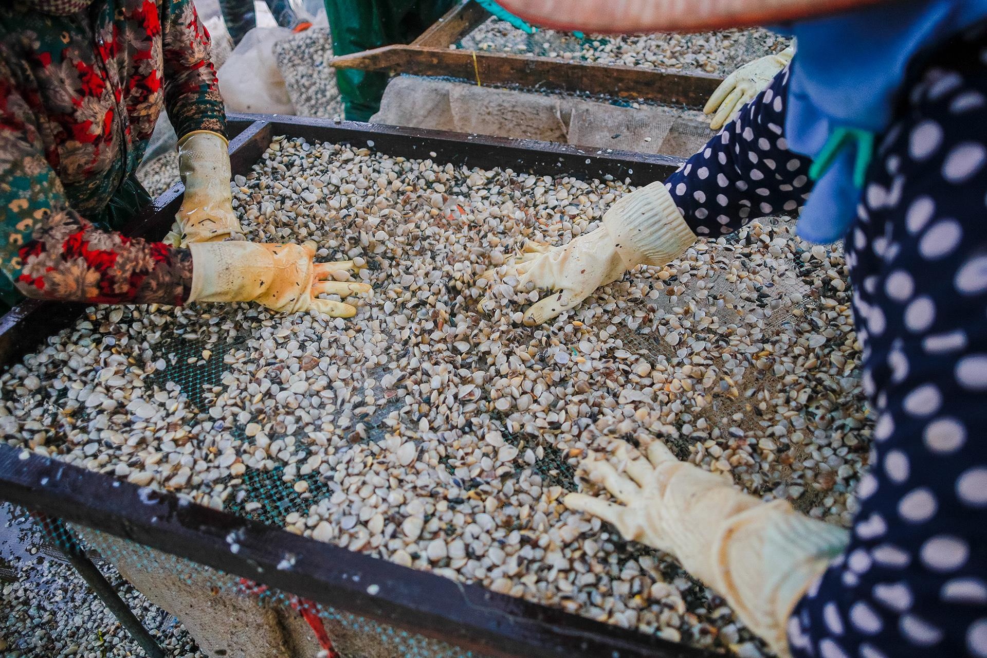 nghề cào ngao ở Thái Bình ảnh 25 nghe cao ngao o Thai Binh anh 25