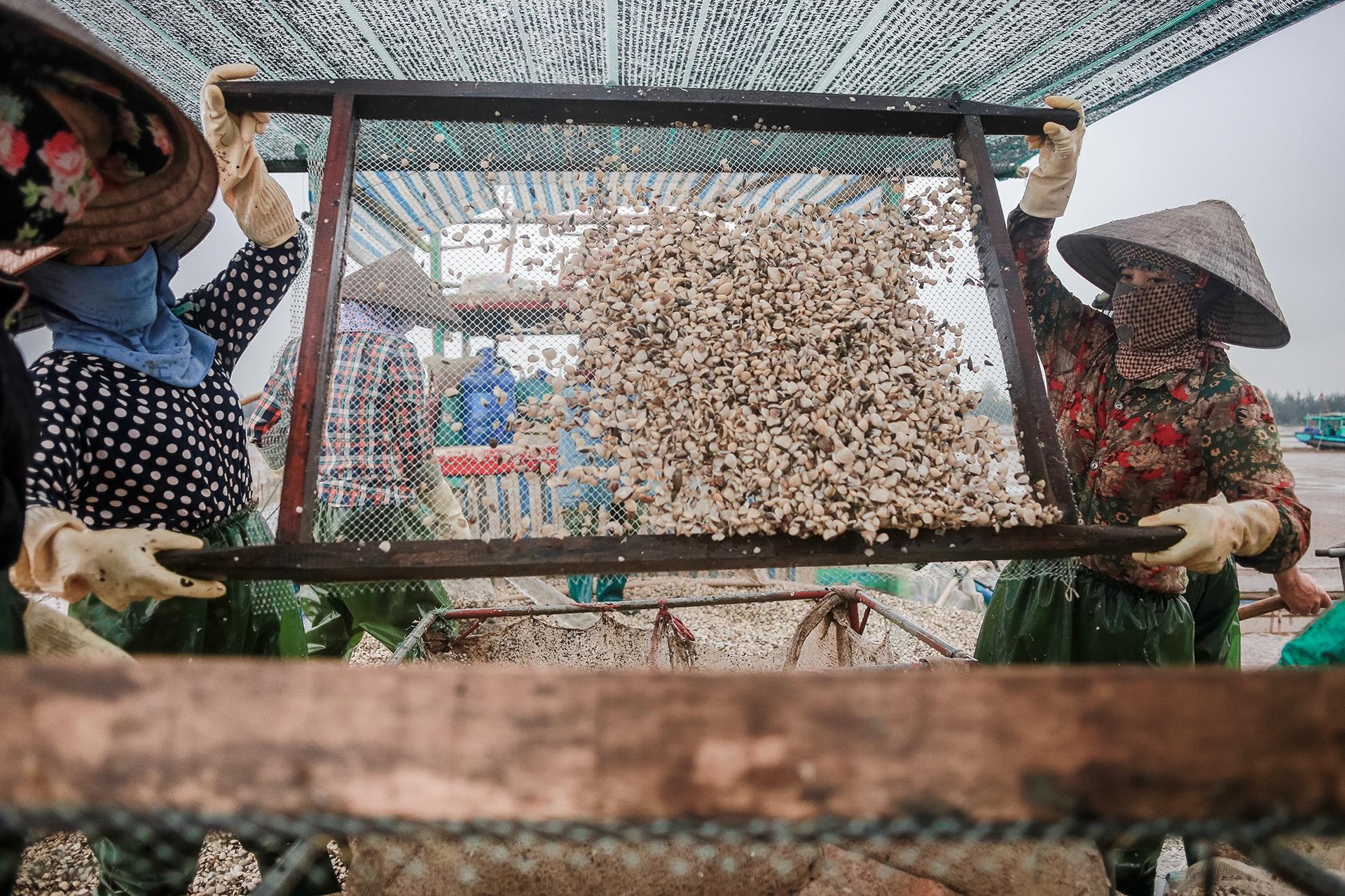 nghề cào ngao ở Thái Bình ảnh 26 nghe cao ngao o Thai Binh anh 26