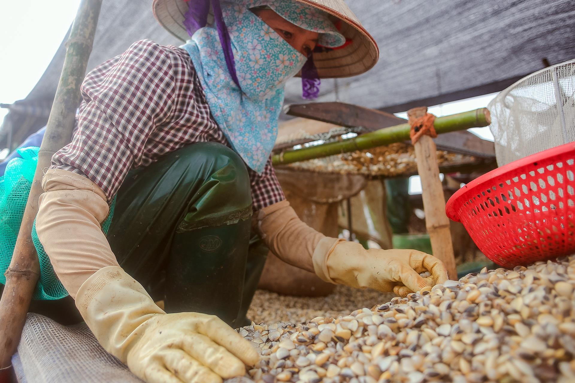 nghề cào ngao ở Thái Bình ảnh 9 nghe cao ngao o Thai Binh anh 9