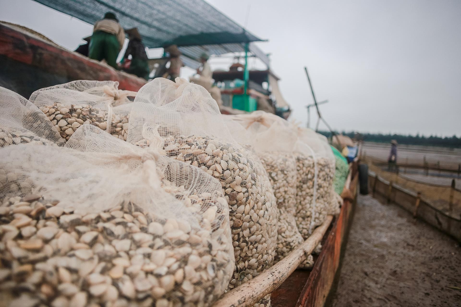 nghề cào ngao ở Thái Bình ảnh 27 nghe cao ngao o Thai Binh anh 27