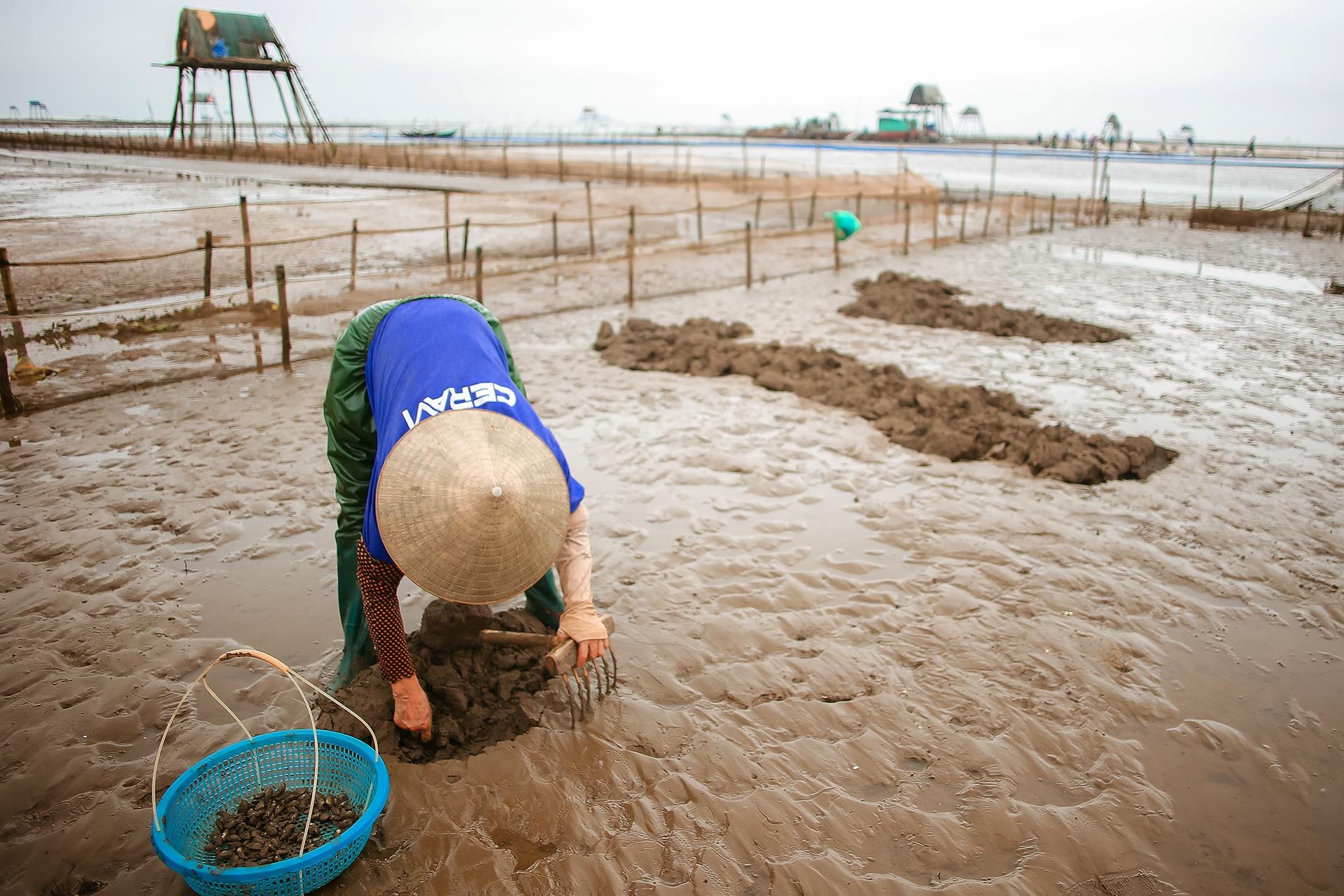 nghề cào ngao ở Thái Bình ảnh 6 nghe cao ngao o Thai Binh anh 6