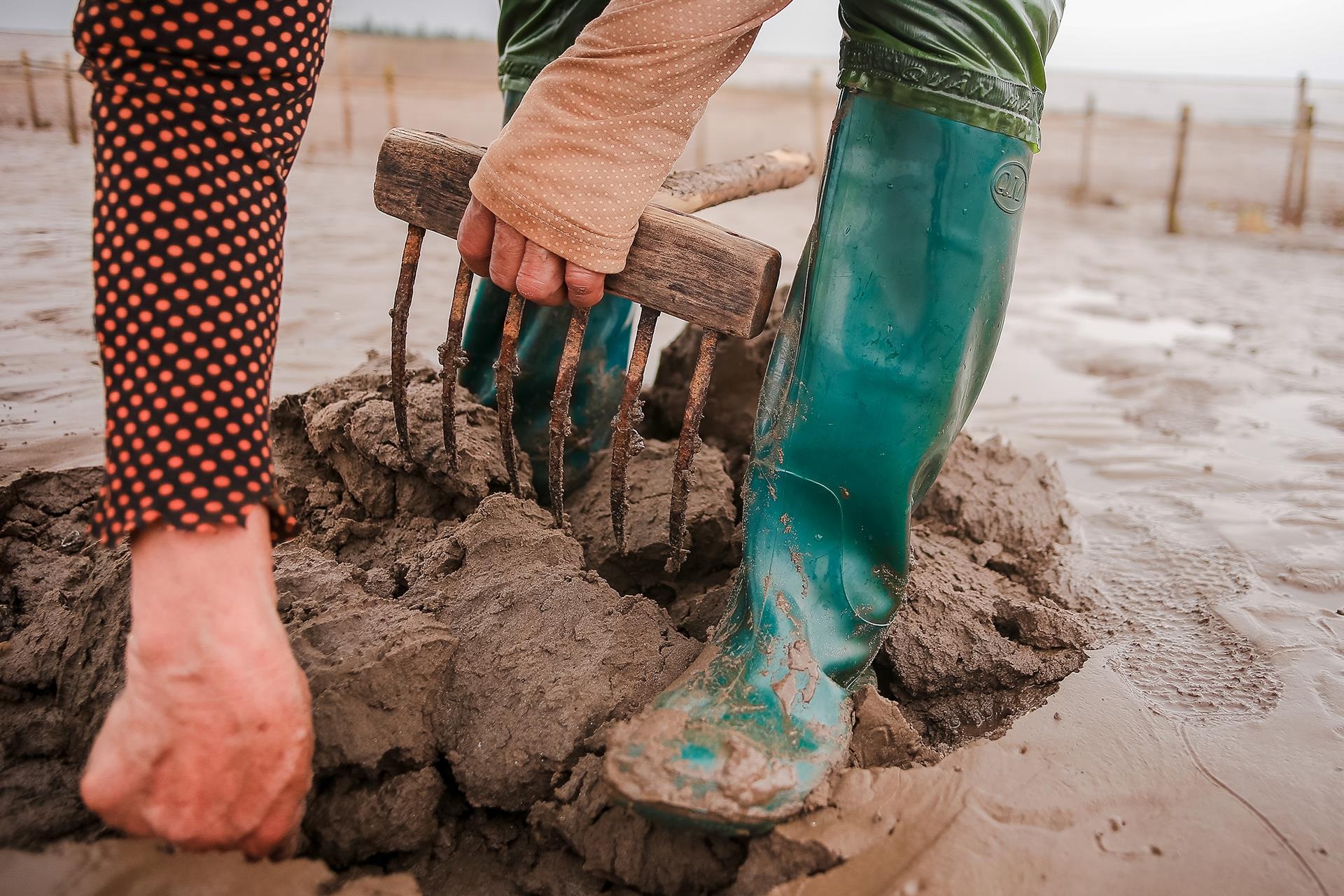 nghề cào ngao ở Thái Bình ảnh 7 nghe cao ngao o Thai Binh anh 7