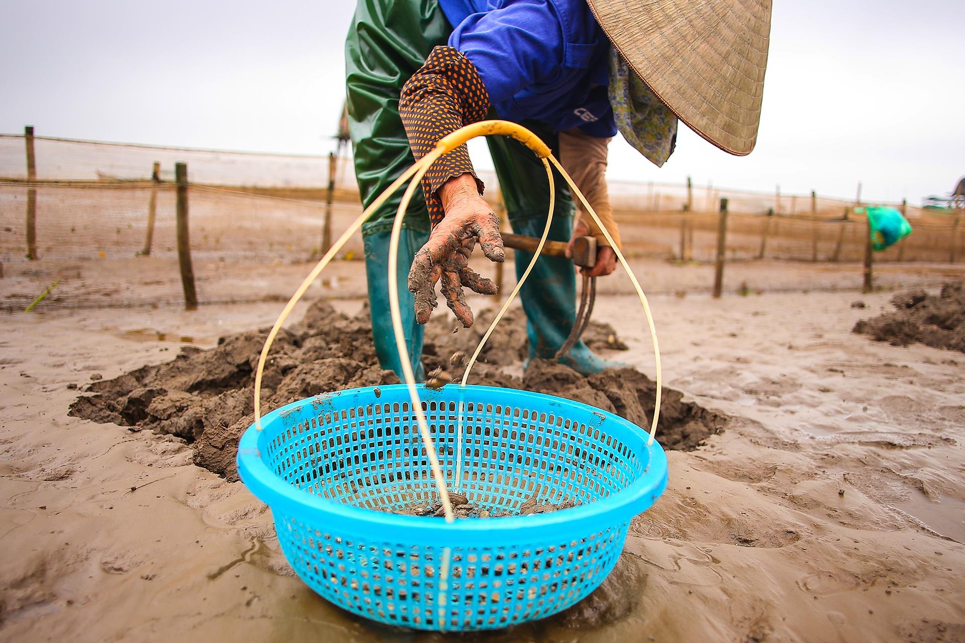 nghề cào ngao ở Thái Bình ảnh 8 nghe cao ngao o Thai Binh anh 8