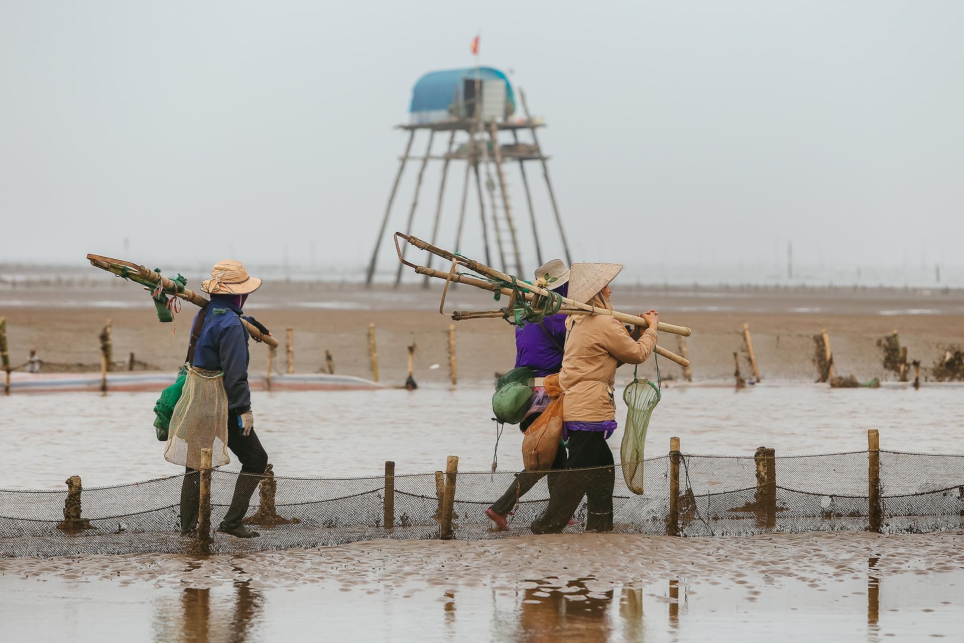 nghề cào ngao ở Thái Bình ảnh 10 nghe cao ngao o Thai Binh anh 10