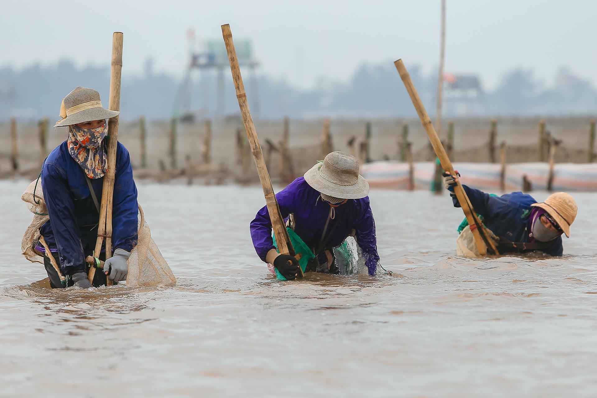 nghề cào ngao ở Thái Bình ảnh 1 nghe cao ngao o Thai Binh anh 1