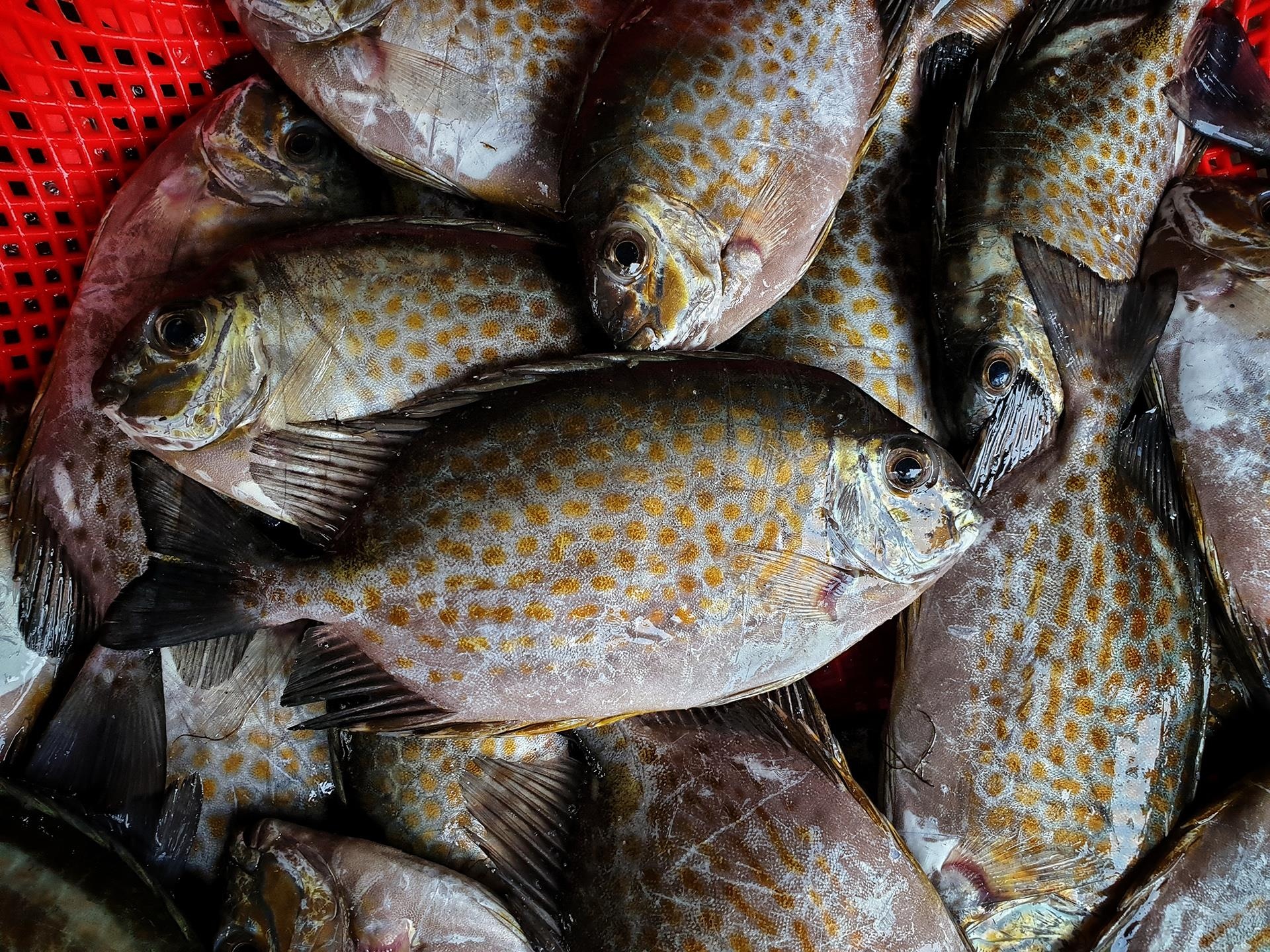 dam Chuon o Thua Thien Hue anh 24