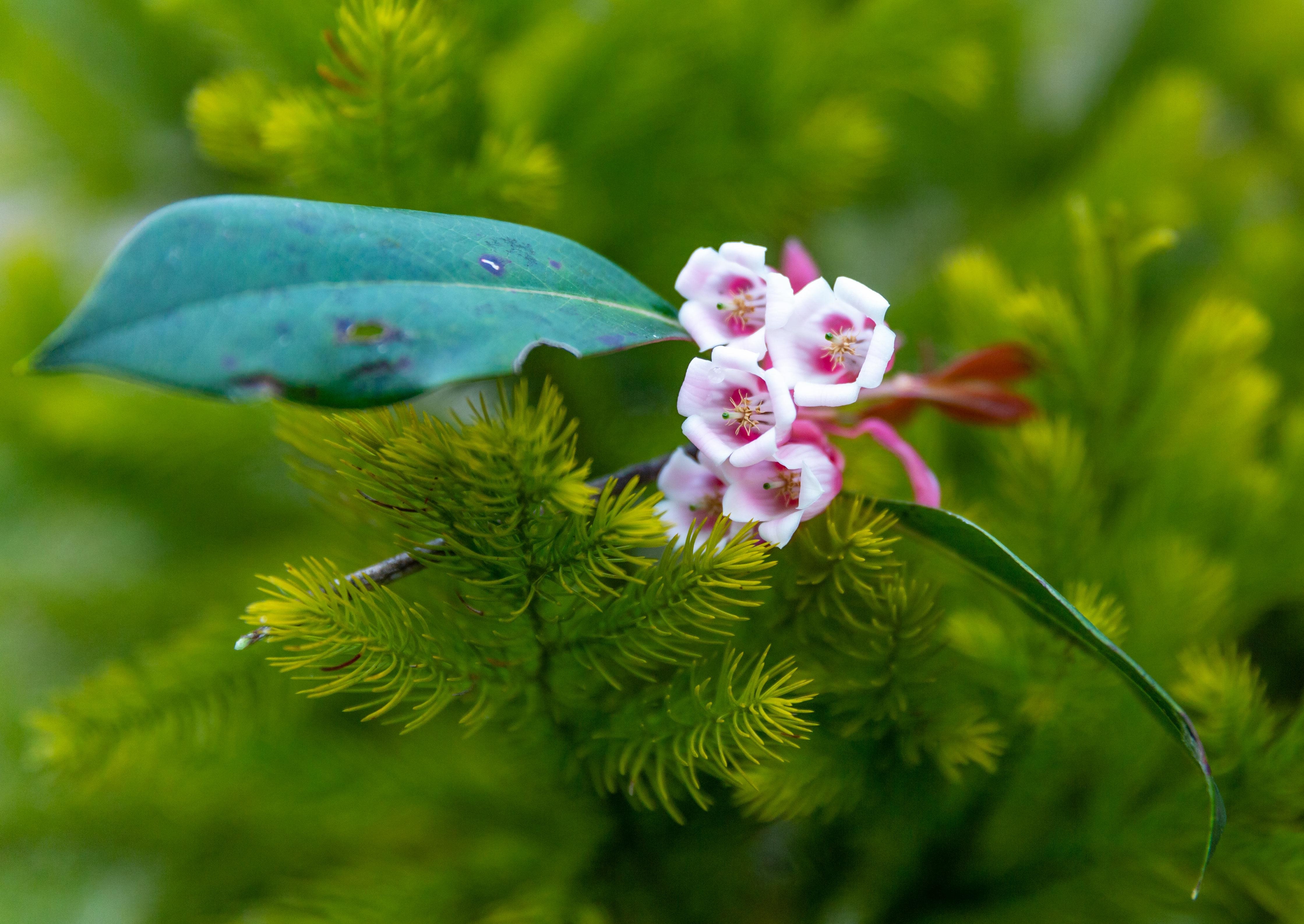 vuon quoc gia Bach Ma anh 13