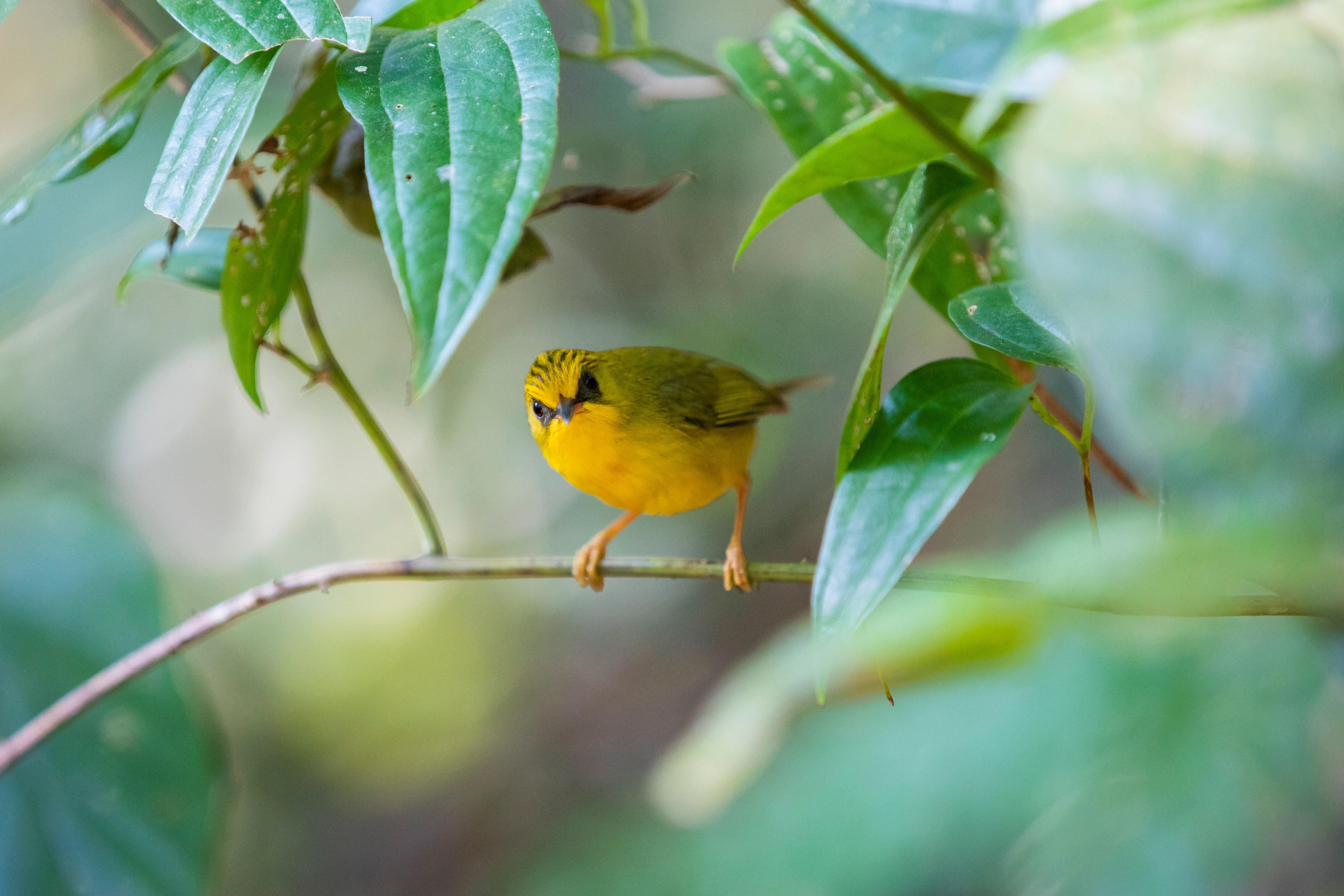 vuon quoc gia Bach Ma anh 5