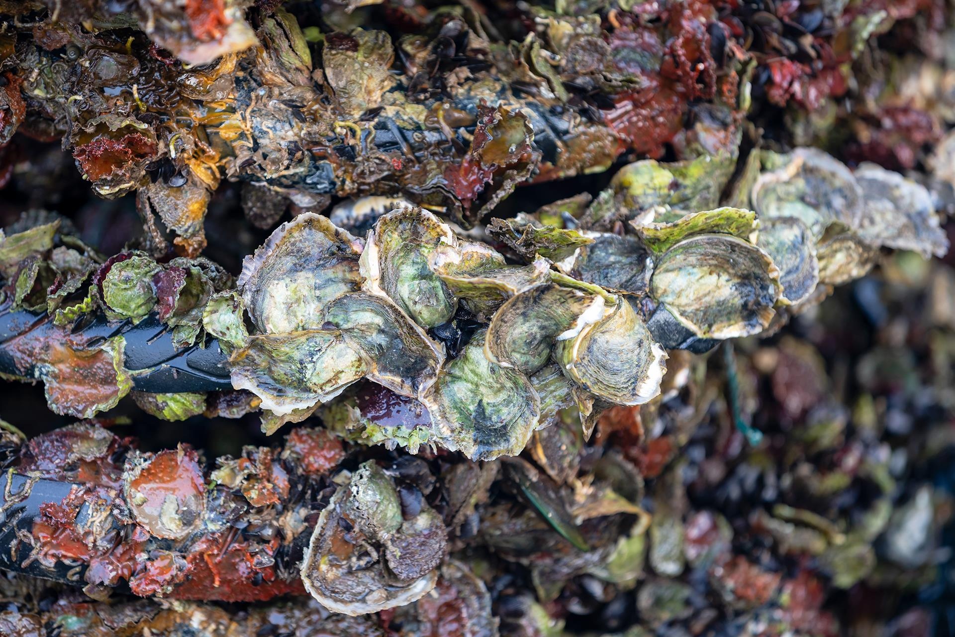 tan man anh dam Lap An anh 20